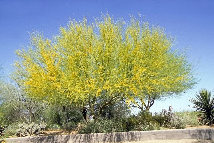 PVNA & TUSD Trees Discussion