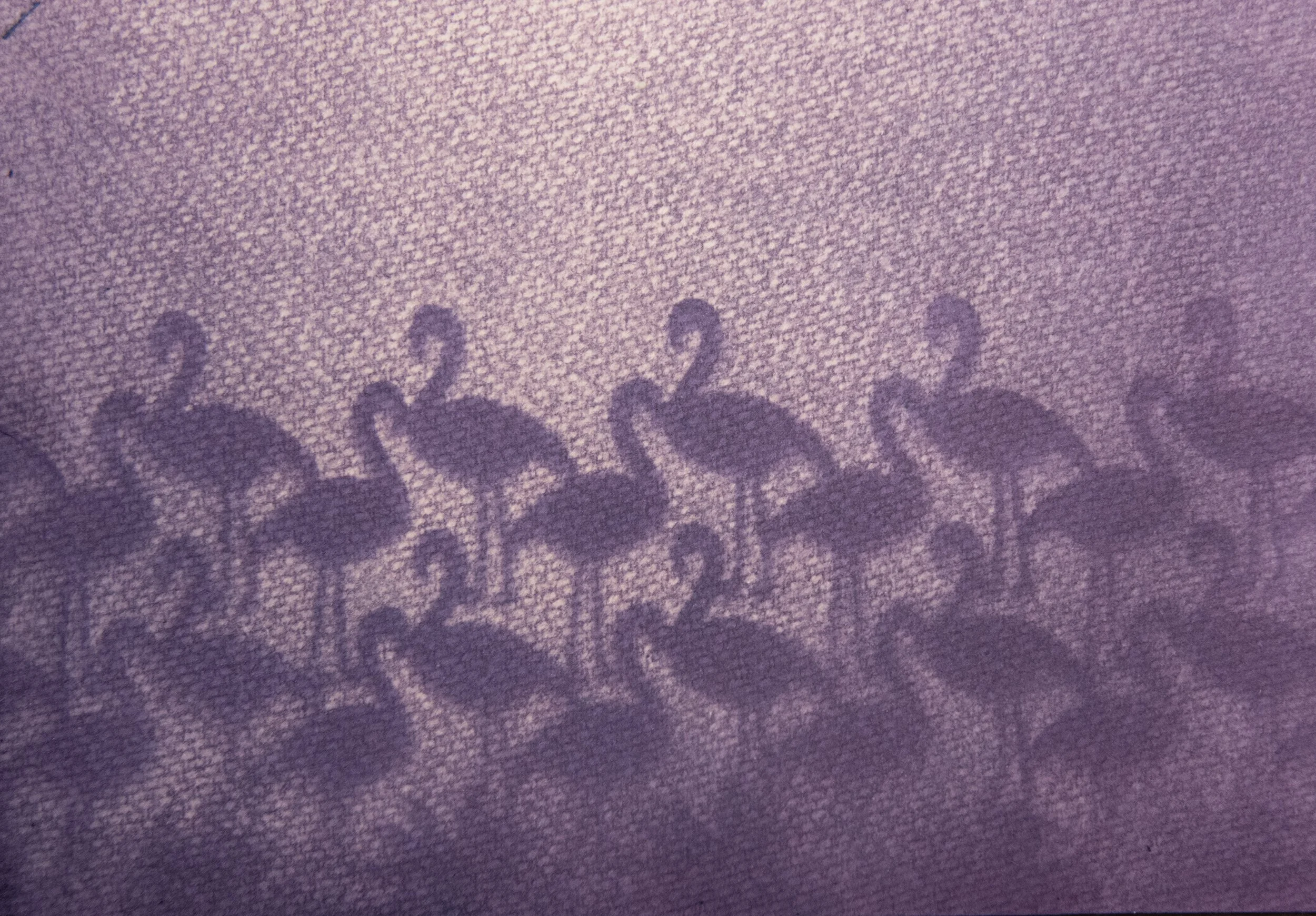 Flamingos - Dietlinde DuPlessis.jpg