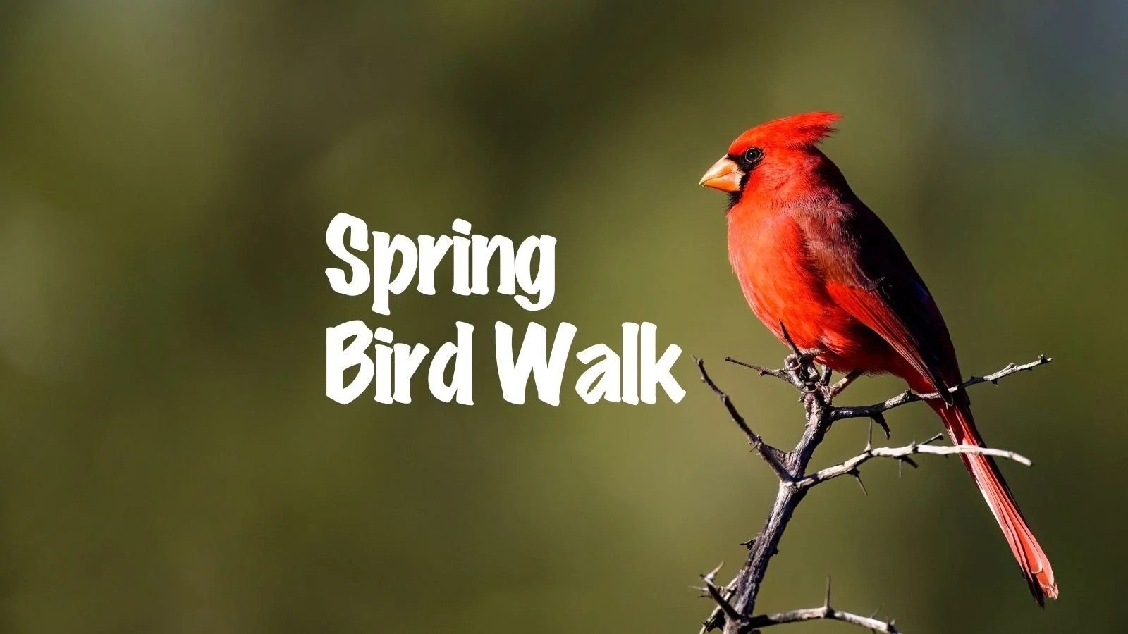Spring Bird Walk — Palo Verde Neighborhood