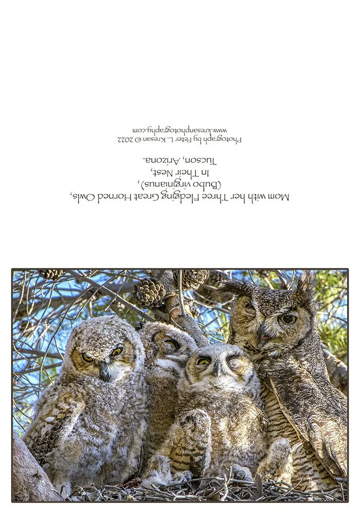 GreatHornedOwlsNotecardPLKresan© (1).jpg