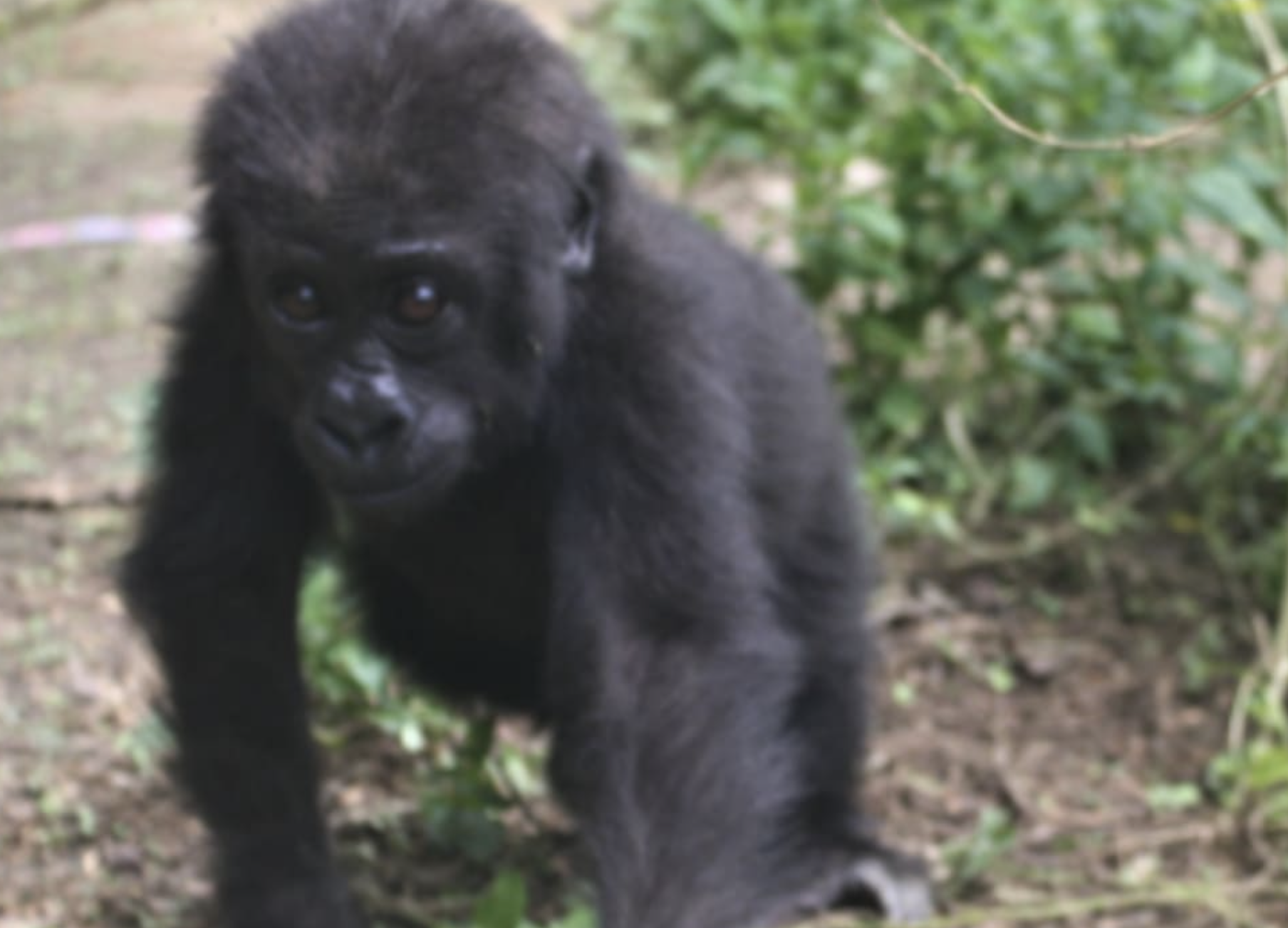 Mbailassem and his new playmates