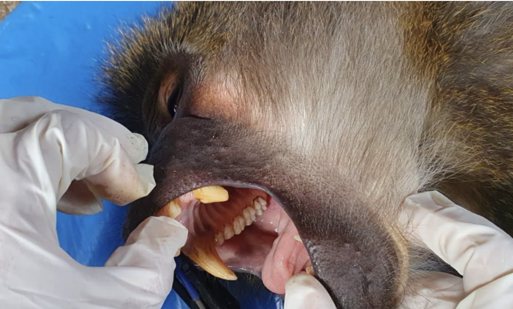 Mali's Dental Check