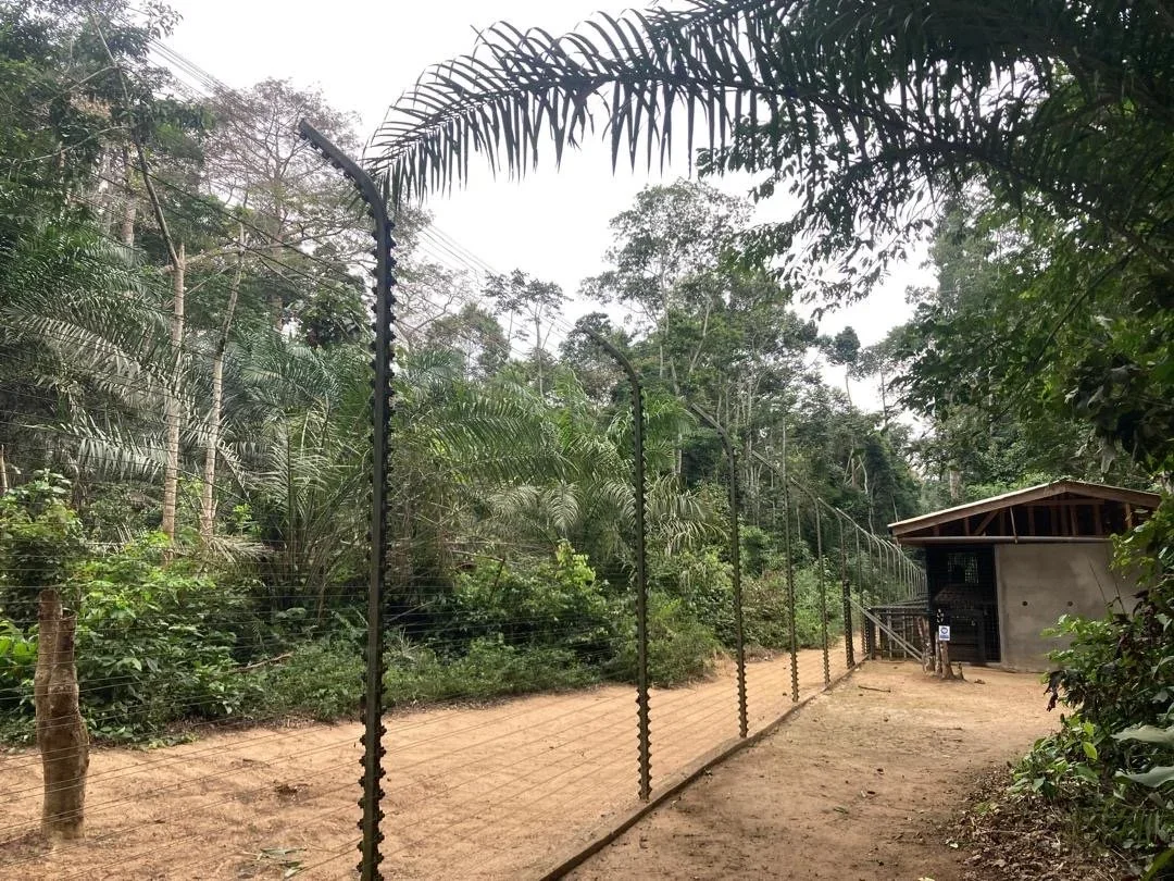 A thriving sanctuary for gorillas, thanks to the generous support of Mr Eran Moas