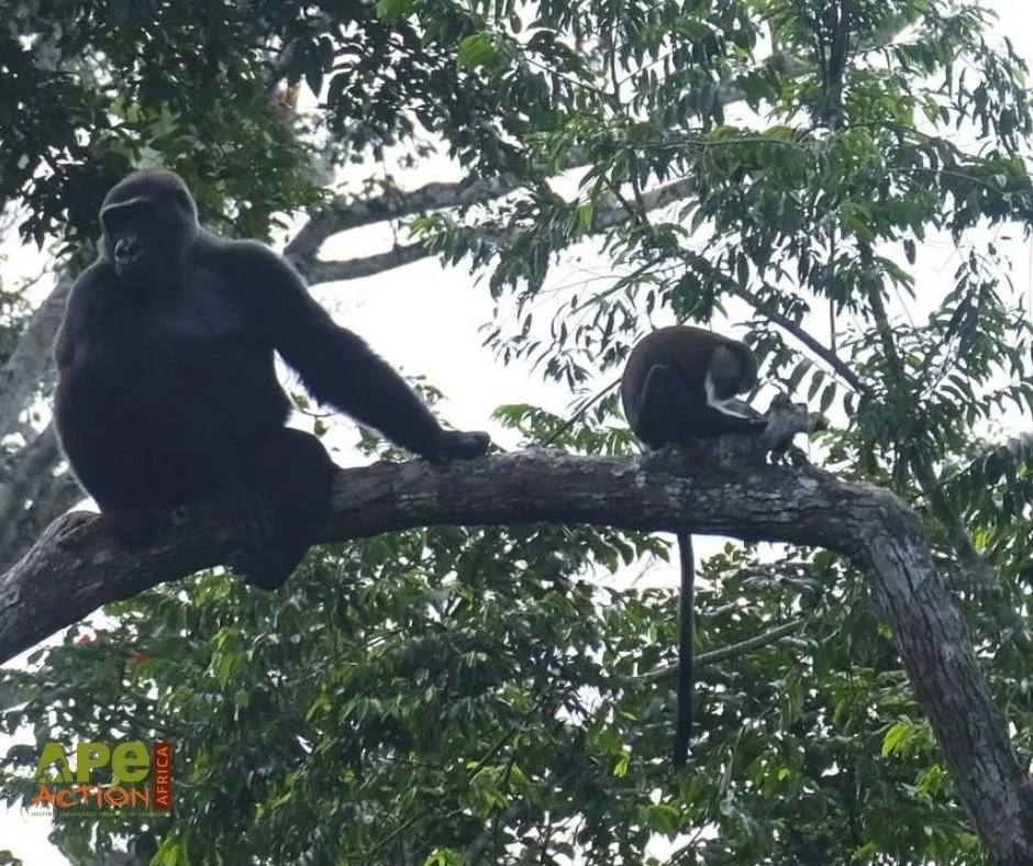 Guenon Monkeys Join a Gorilla Group at Ape Action Africa