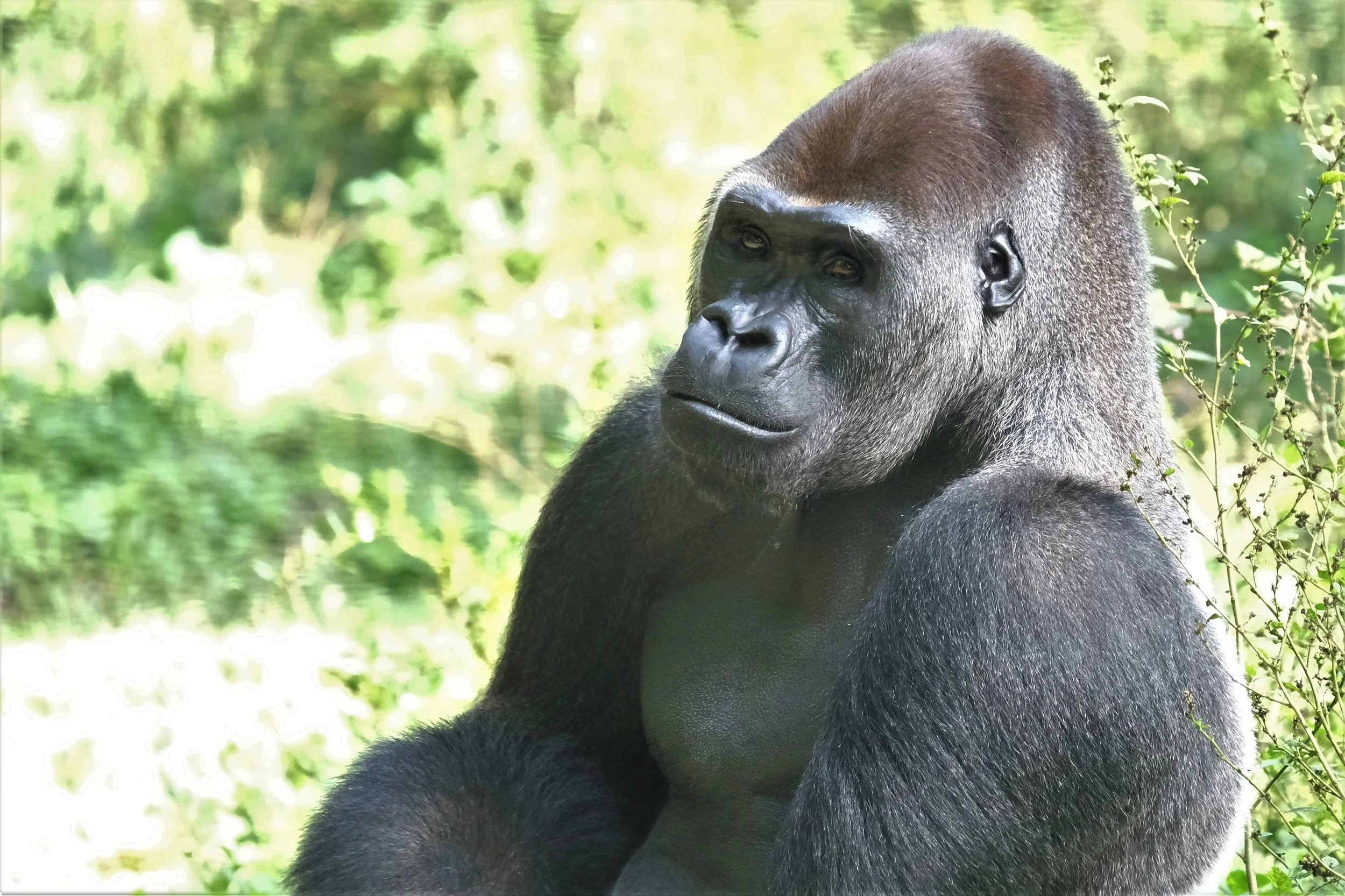 Life as a One Armed Silverback: Shufai’s Story