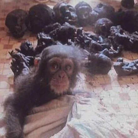 Why Is The Illegal Wildlife Trade Still Happening?