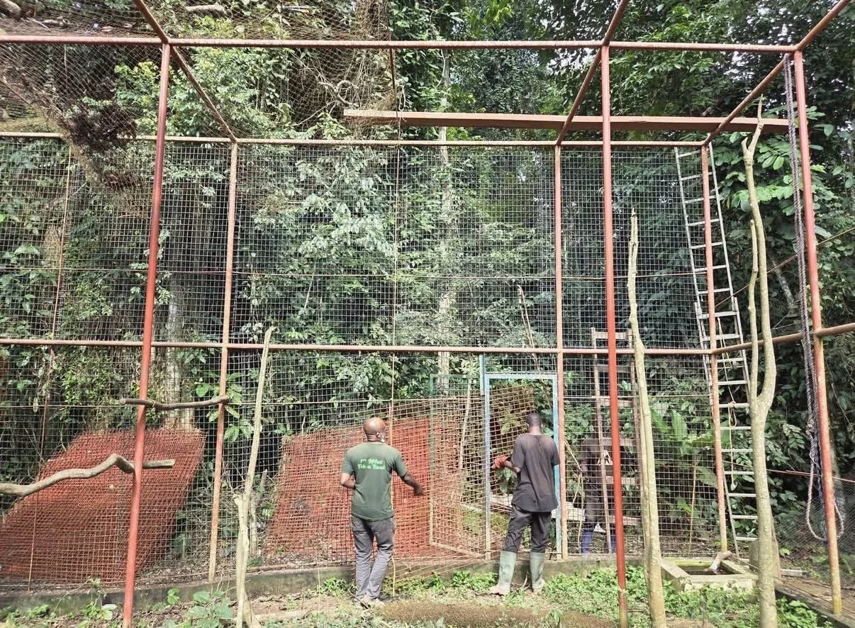 Construction of the new guenon monkey enclosure at Ape Action Africa sanctuary in Cameroon