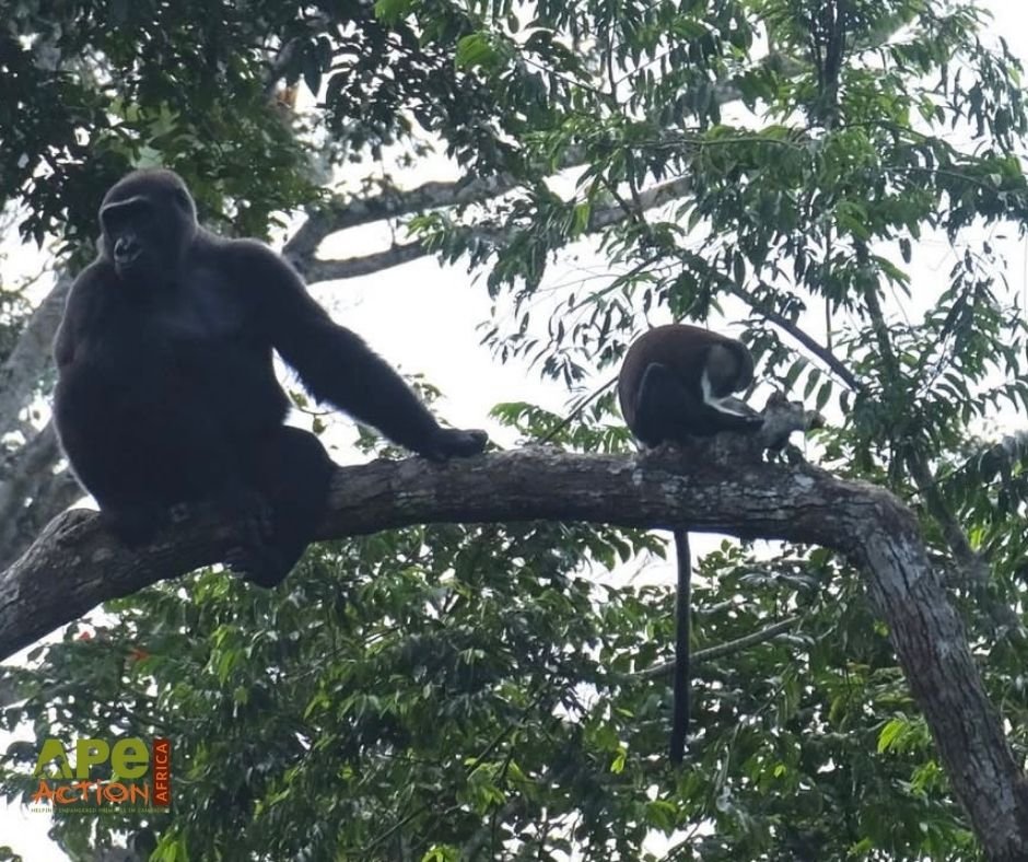 Guenon monkey integrated with a gorilla group in a shared forest enclosure at Ape Action Africa sanctuary in Cameroon, showing rare mixed species primate integration.