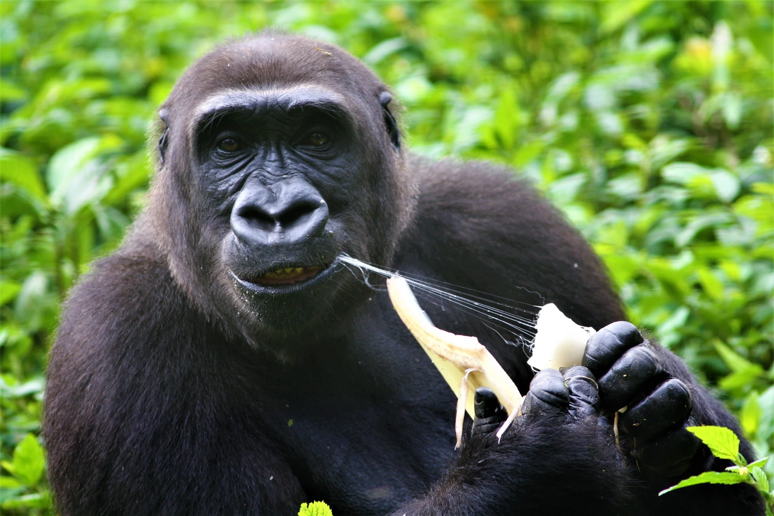 Nona eating a banana tree