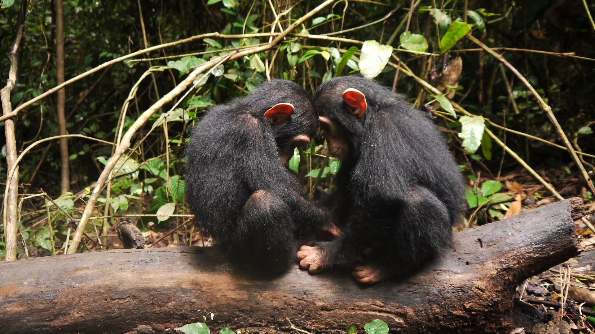 Two young chimpanzees sitting on a log, facing each other with their foreheads touching in a jungle setting with green leaves.