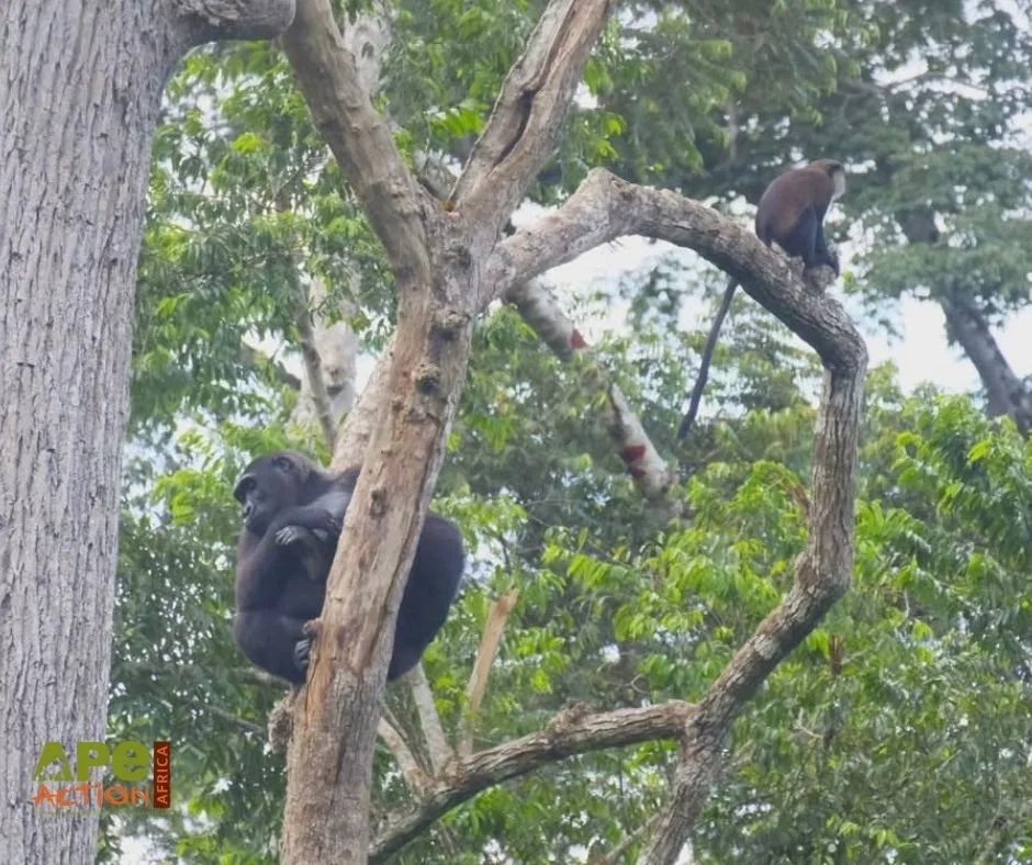 Guenon monkeys sharing a forest enclosure with a gorilla at Ape Action Africa, showing a rare mixed species integration in a sanctuary setting in Cameroon.