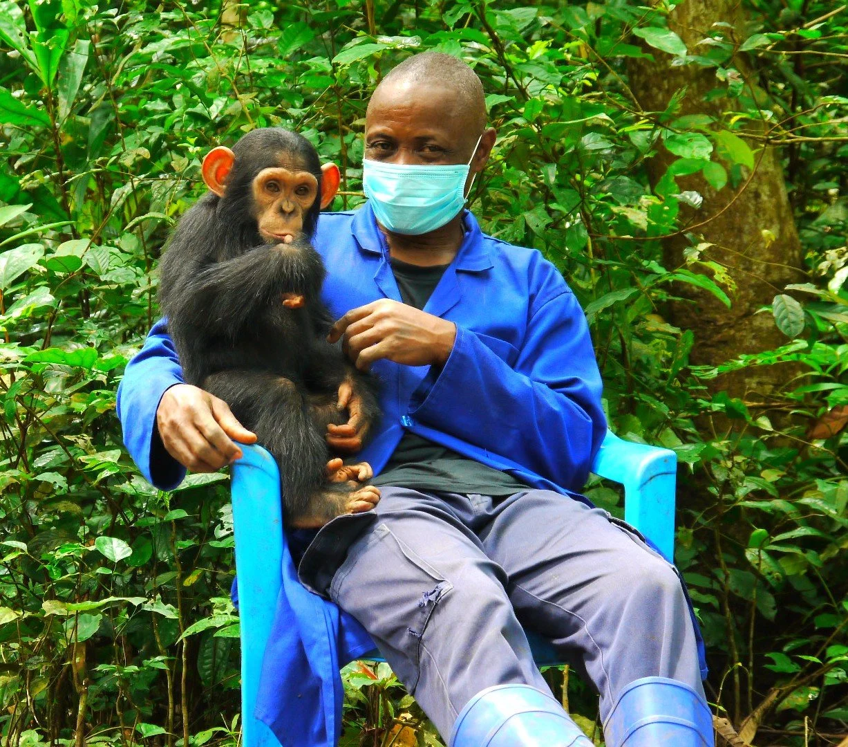 A man wearing a face mask and blue jacket sitting on a blue plastic chair in a jungle holding a young chimpanzee.
