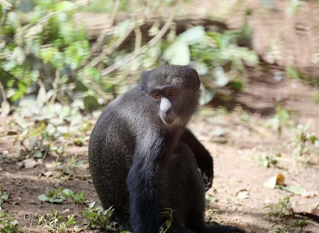 Rescued guenon monkey at Ape Action Africa sanctuary in Cameroon