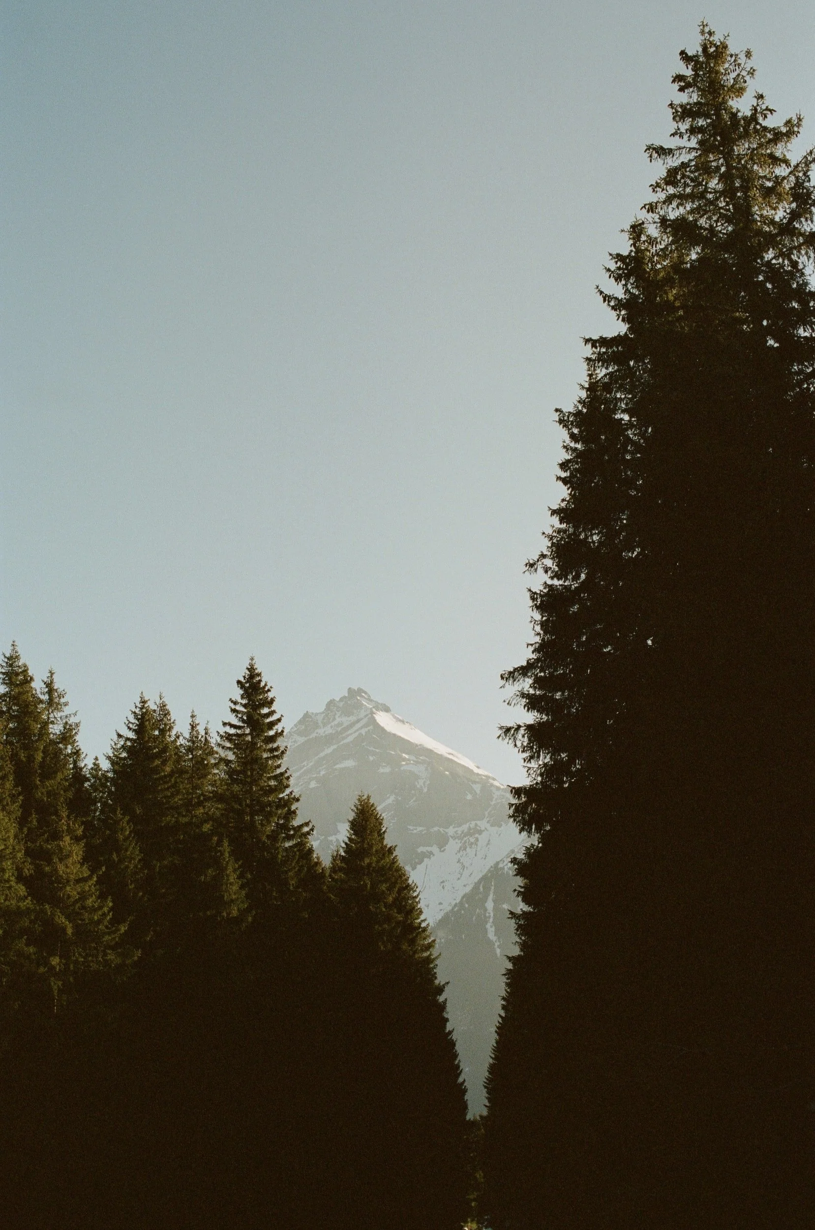 A mountain with snow on its peak visible in the background, framed by tall evergreen trees in the foreground, under a clear sky.