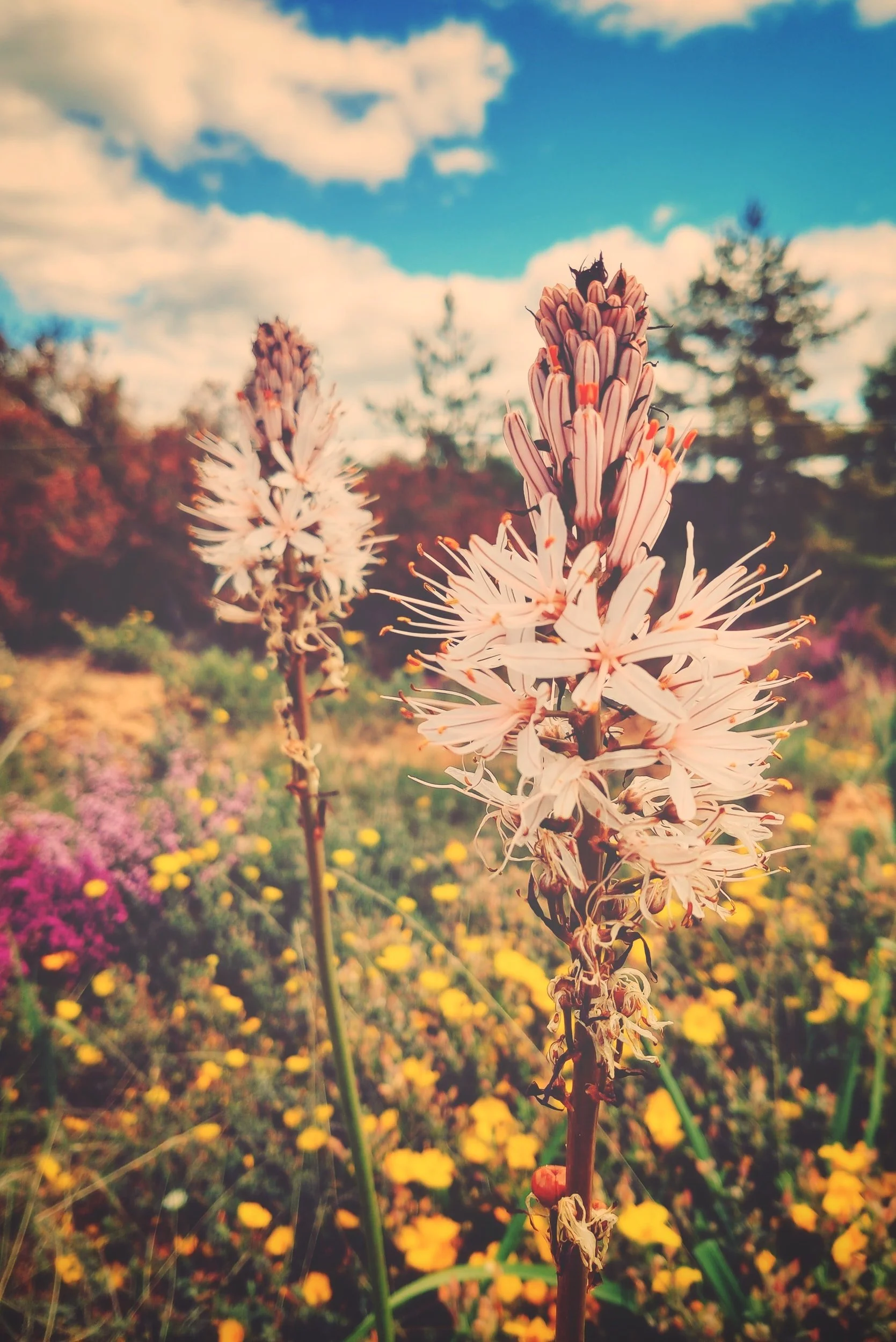 Close-up of a pink wildflower with a bee on top, in a field of colorful flowers under a partly cloudy sky.
