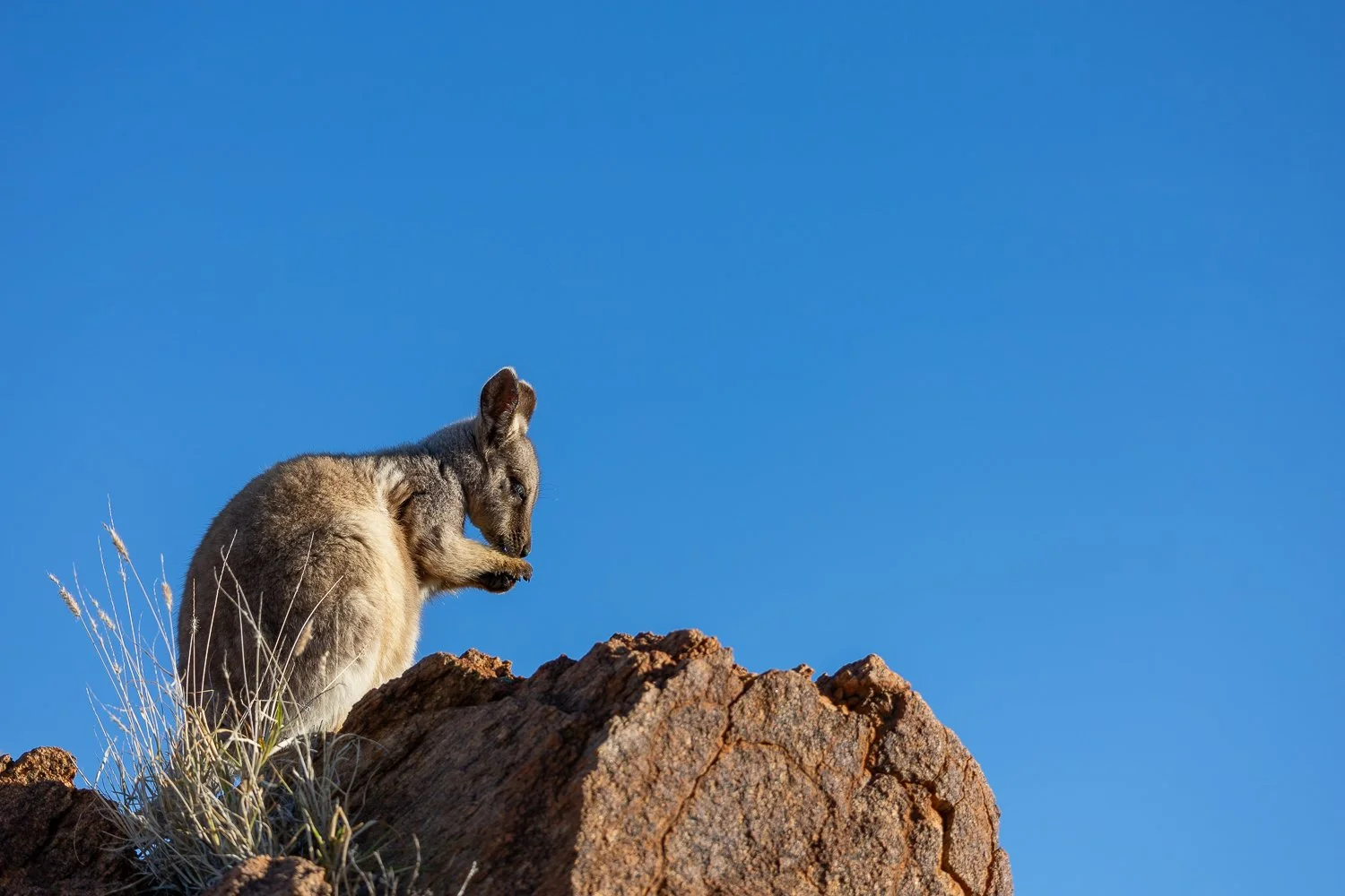 Grooming in the Morning Light - SS.jpg