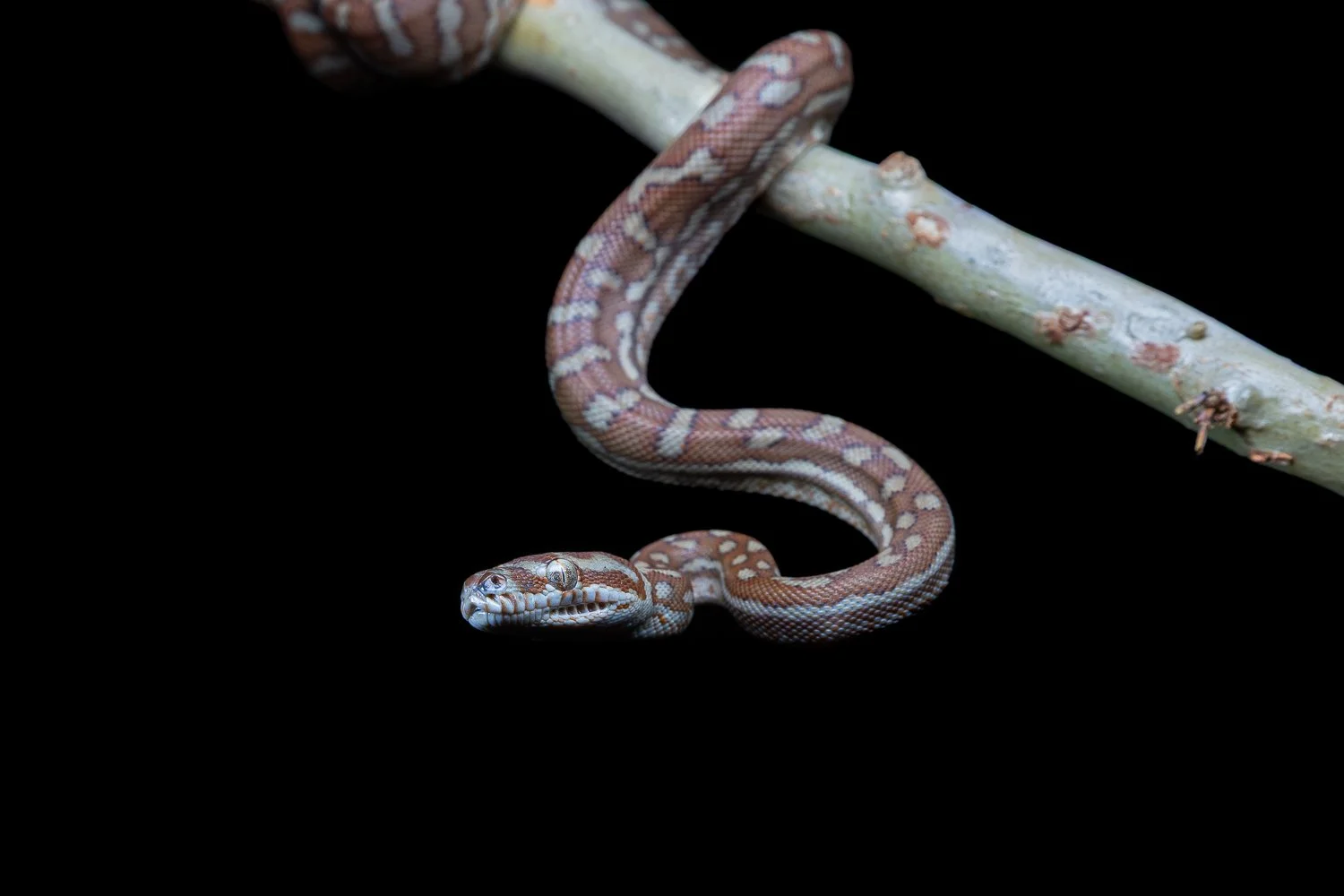 Herpetology