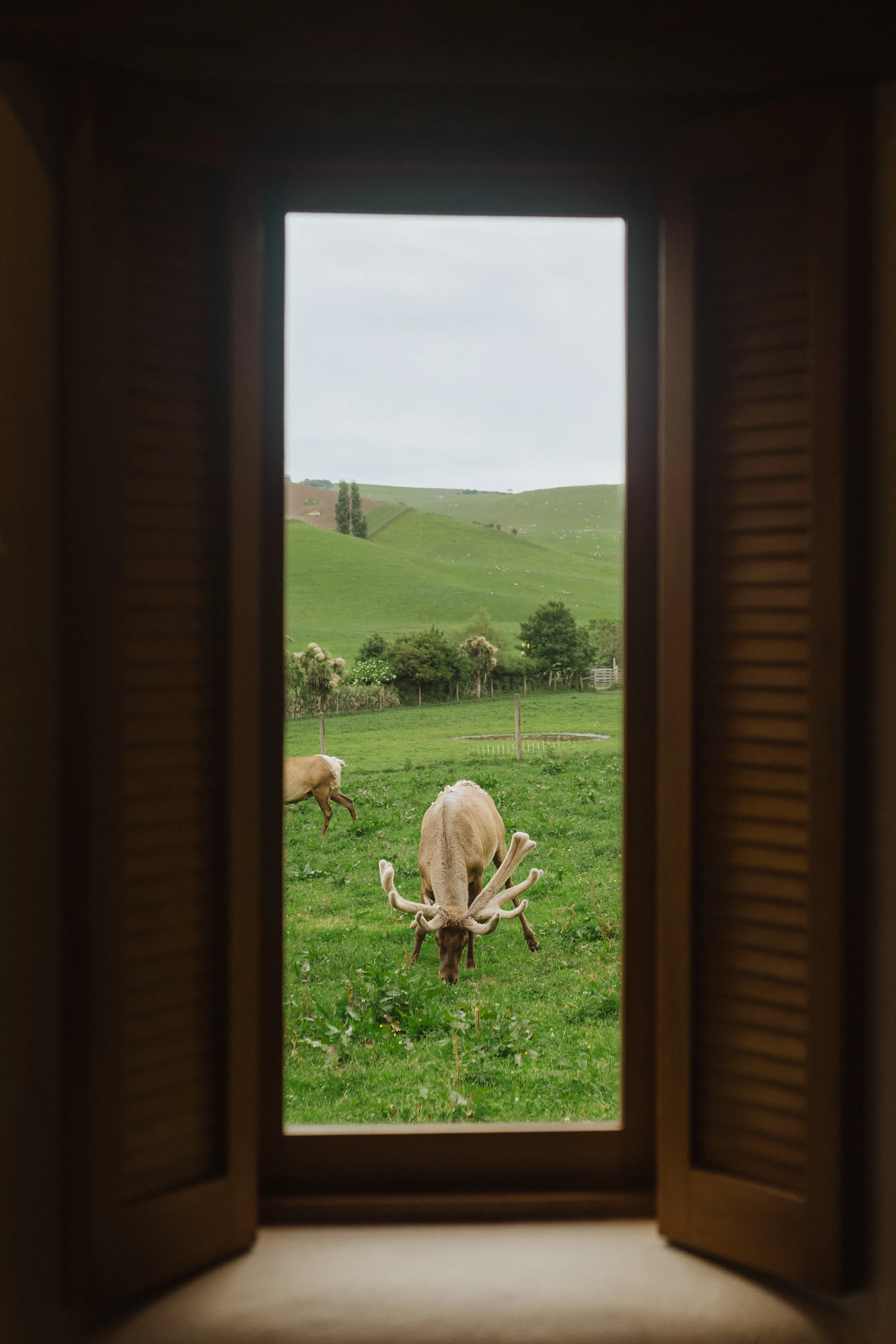 View of a green pasture with two reindeer grazing, seen through a window with open wooden shutters.