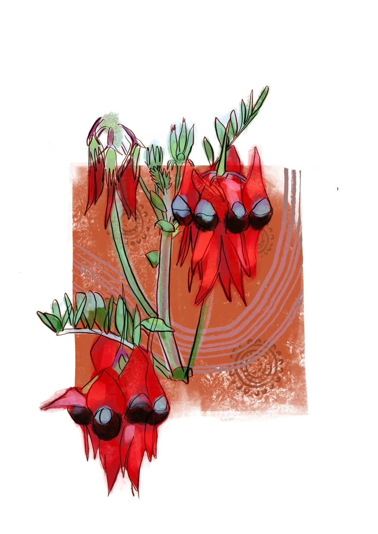 Sturt_desert_pea.jpg