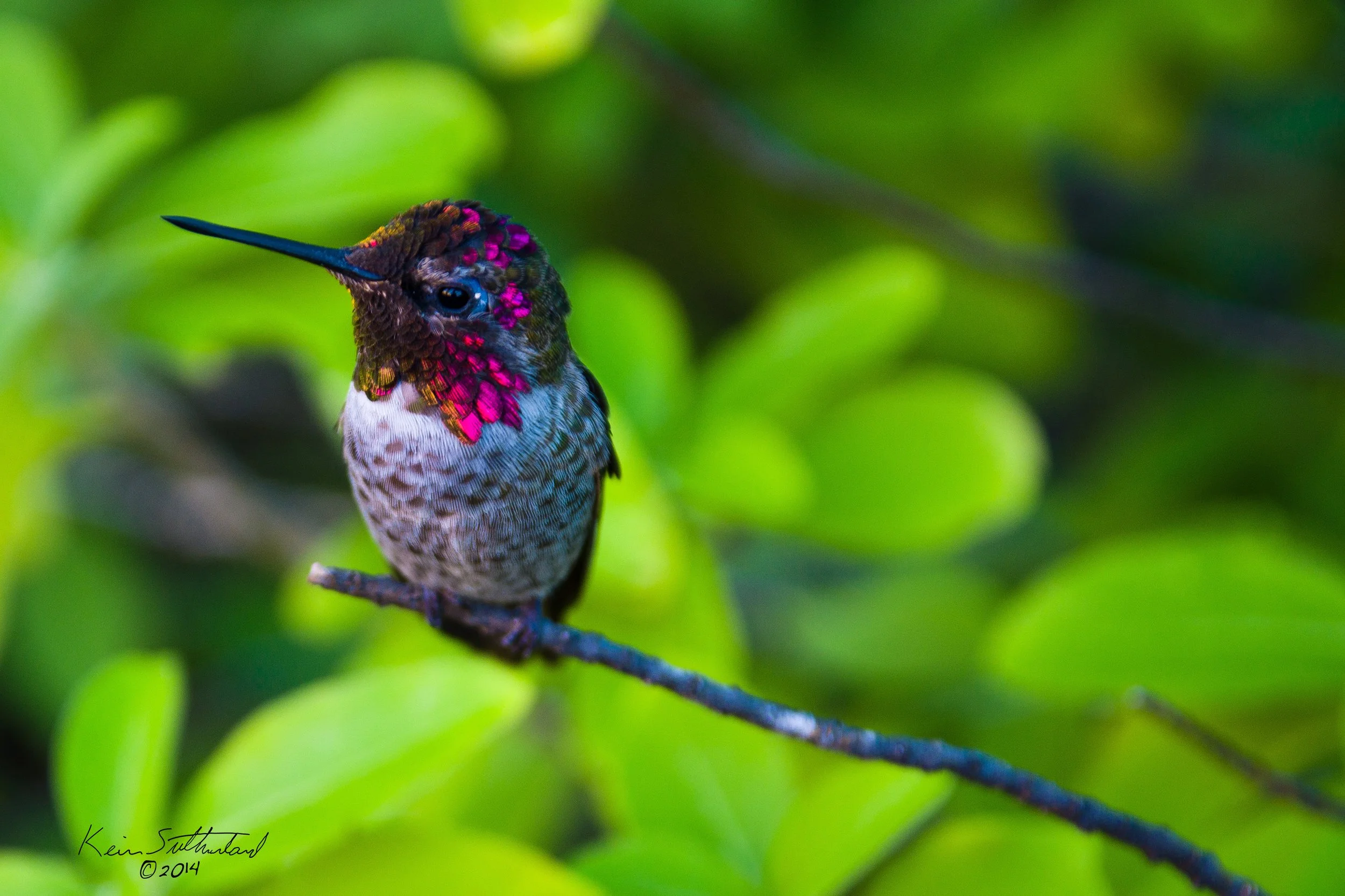 Multi-Color Humingbird-s.jpg