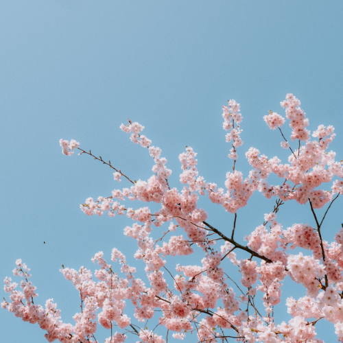 Spring Wallpaper - The Best Backgrounds You Need Now — Become Your Most