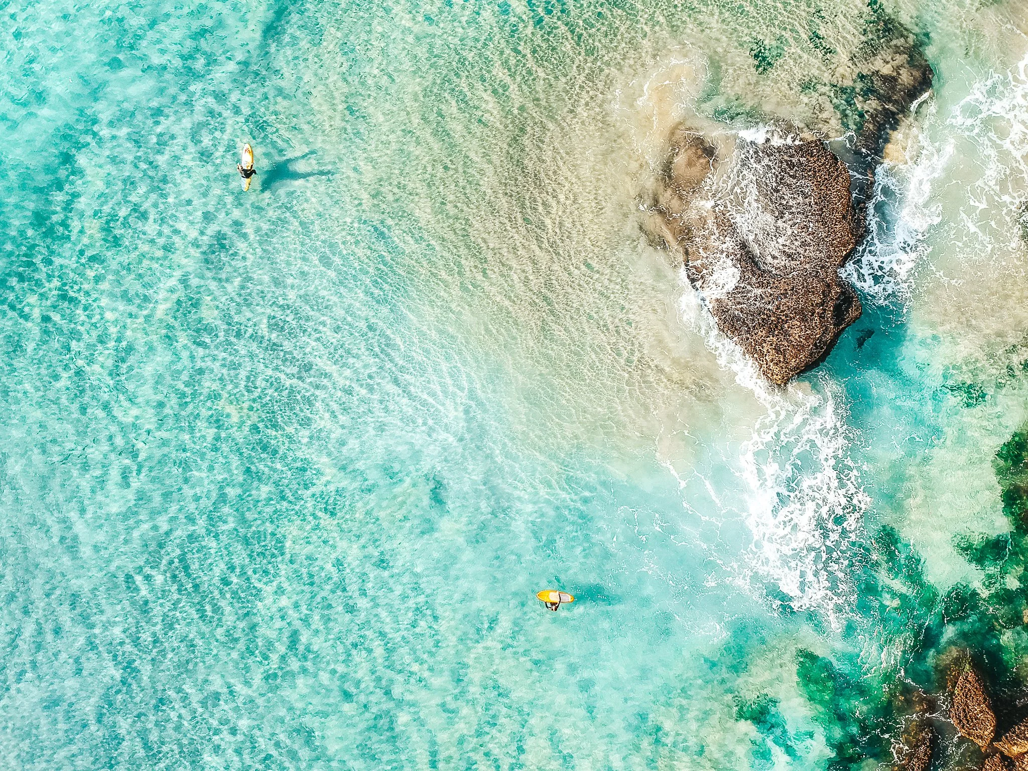 Surfing Whale_4_011220.jpg