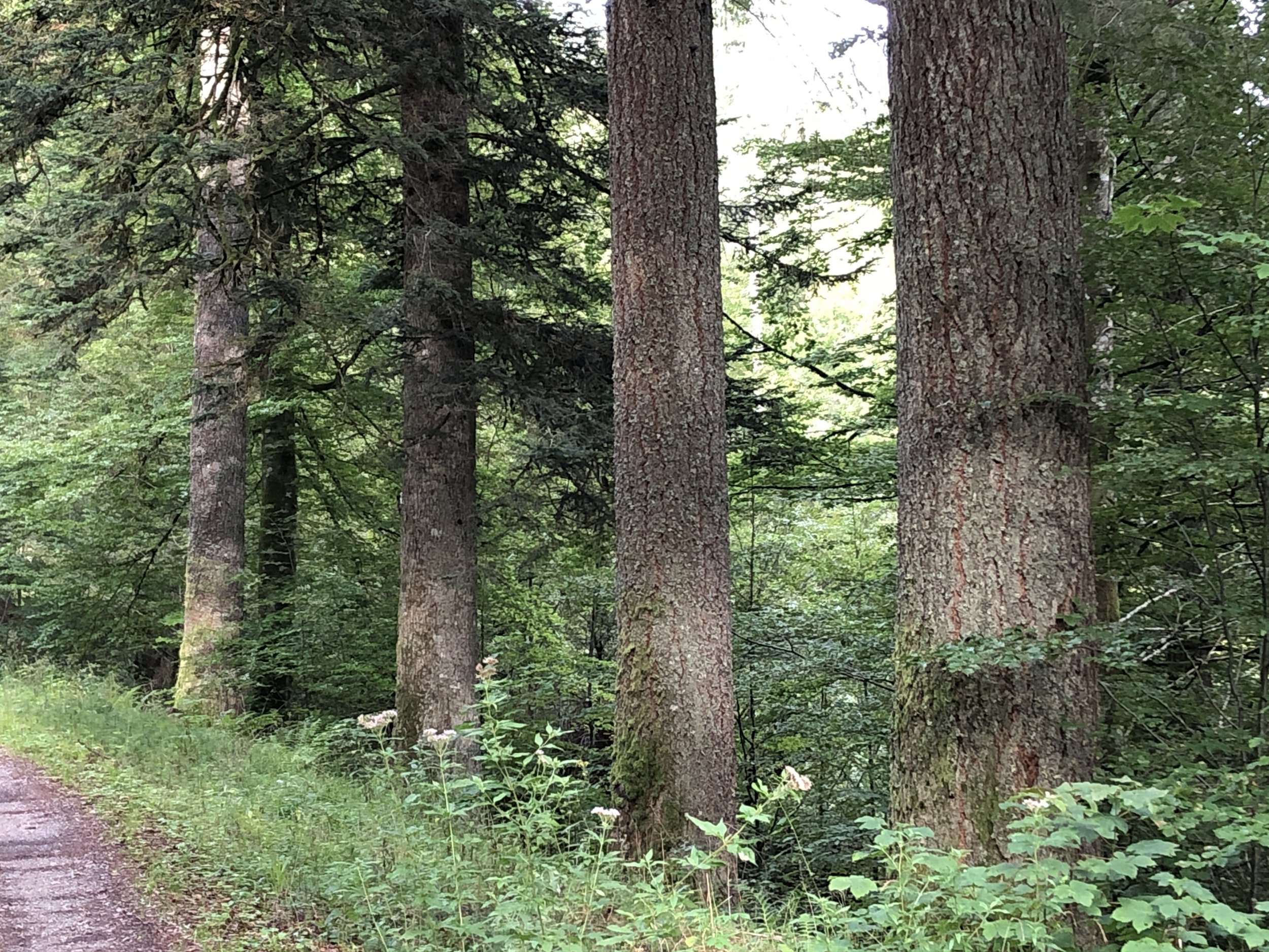 Es steht eine Entscheidung an, Sie haben schon alles durchdacht, können sich aber trotzdem noch nicht entscheiden? Vier Bäume laden zu einer systemischen Strukturaufstellung (Tetralemma) ein. Über das emotionale Erfahrungsgedächtnis erspüren Sie, wel