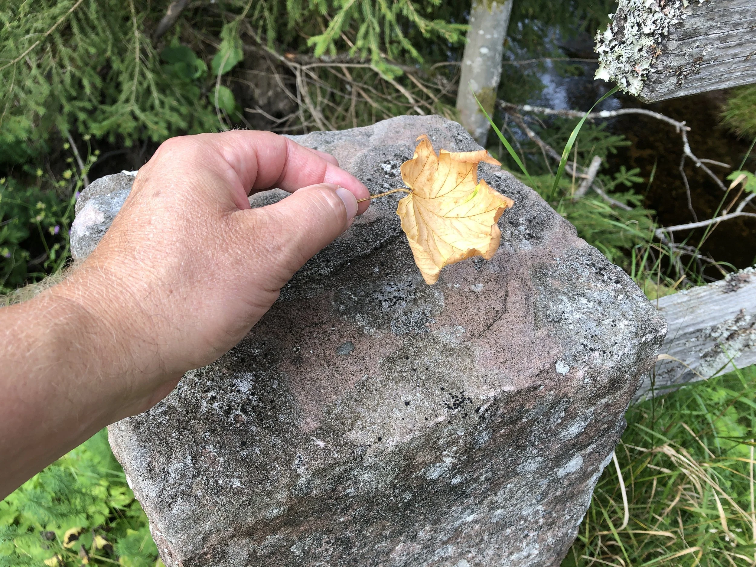 Wenn ich mit Ihnen in die Natur gehe, mache wir das ganz bewusst. Z.B.  hinterlassen wir symbolisch einen Naturgegenstand am Übergang zu Natur. Er kann für Alltagsgedanken stehen, die beim anschließenden Coachingprozess nicht zur Zielerreichung beitr