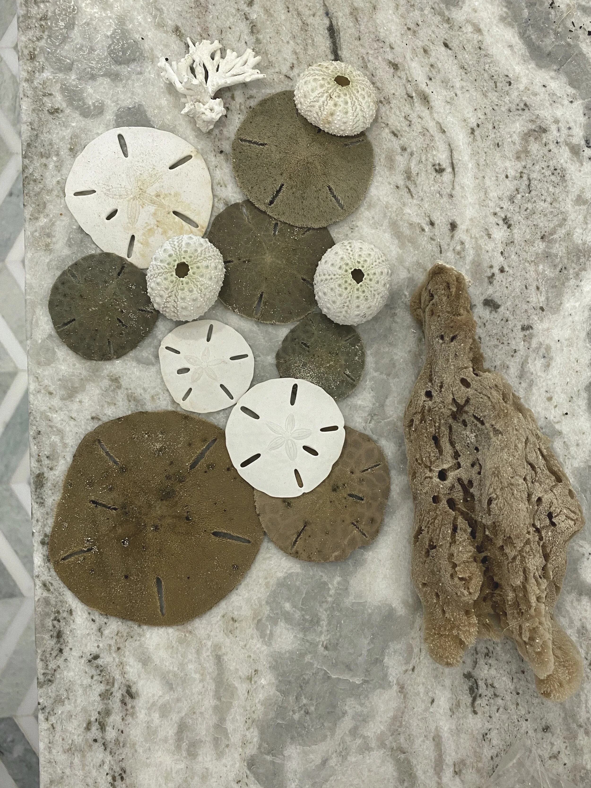 Sand dollars.jpg
