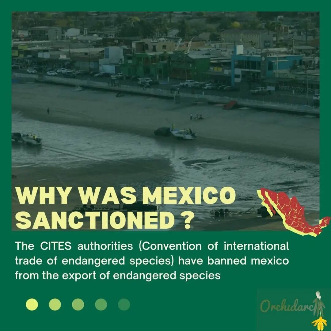 This week, CITES sanctioned M&eacute;xico from exporting any endangered wildlife... here are the key points, credit to National Geographic 
Why was mexico sanctioned
The CITES authorities (Convention of international trade of endangered species) have