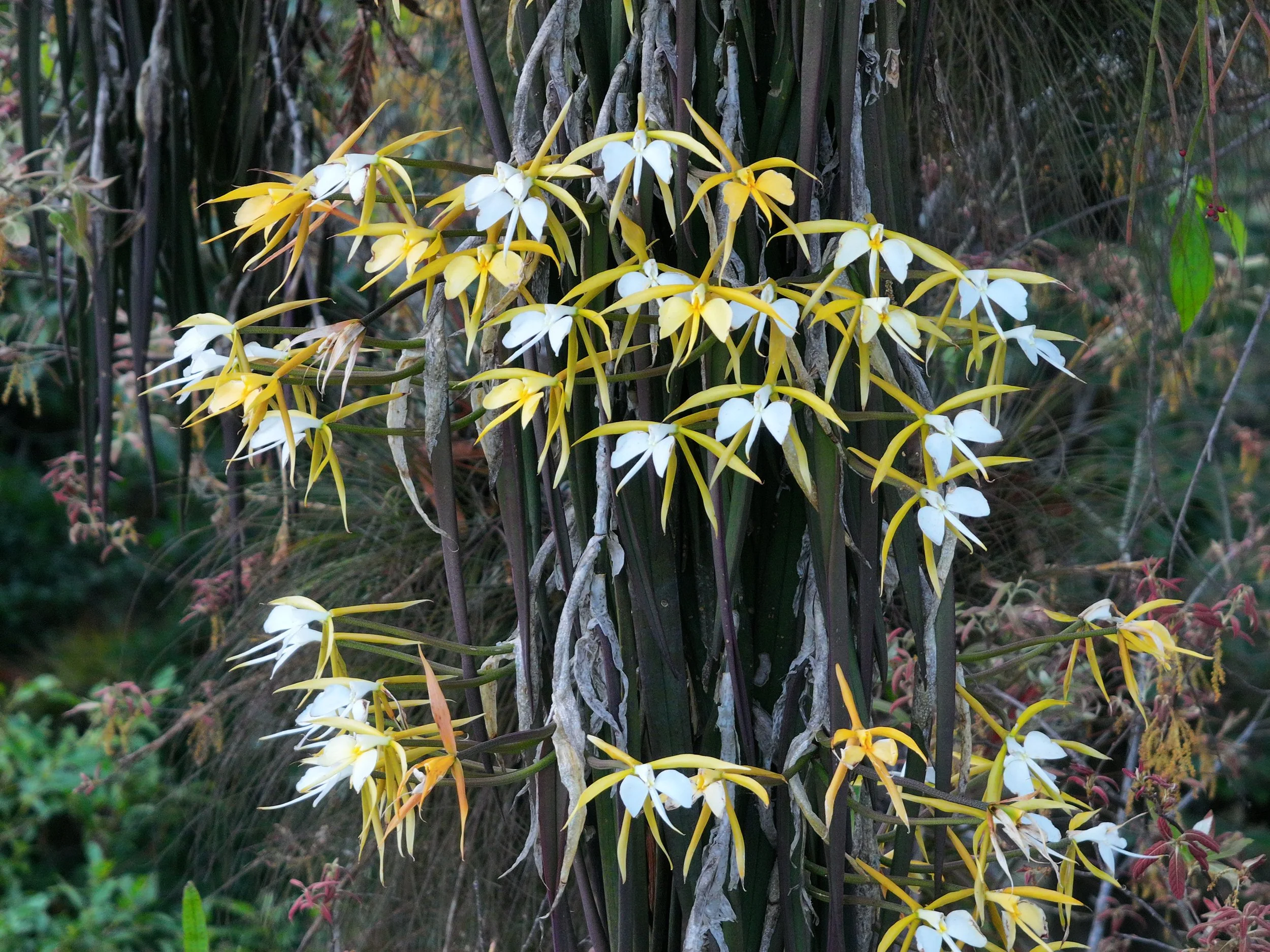 Cluster of white and yellow orchids growing on a tree trunk in a jungle setting.