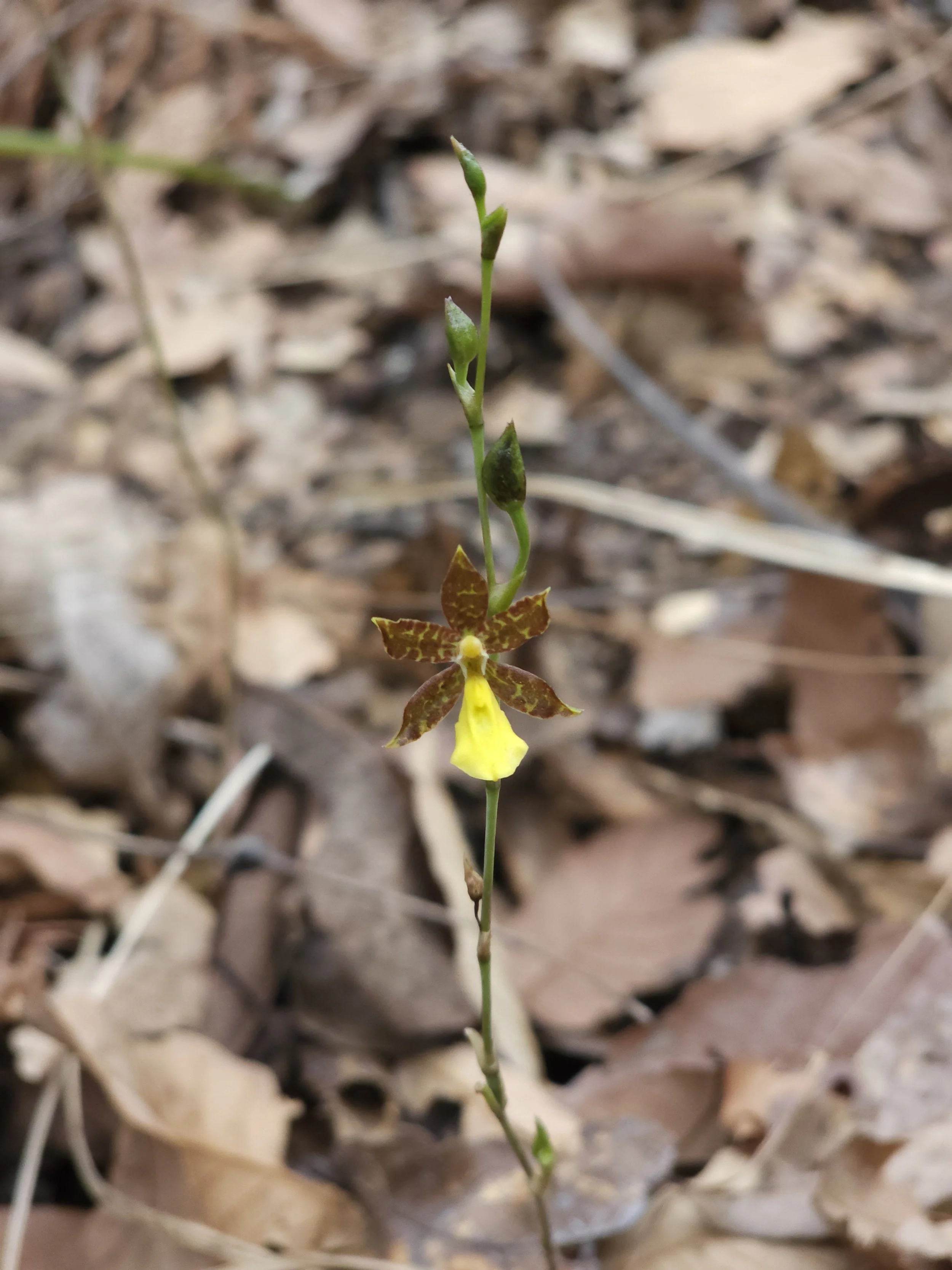 A small wildflower with yellow petals and brownish markings, growing among dried leaves on the forest floor.