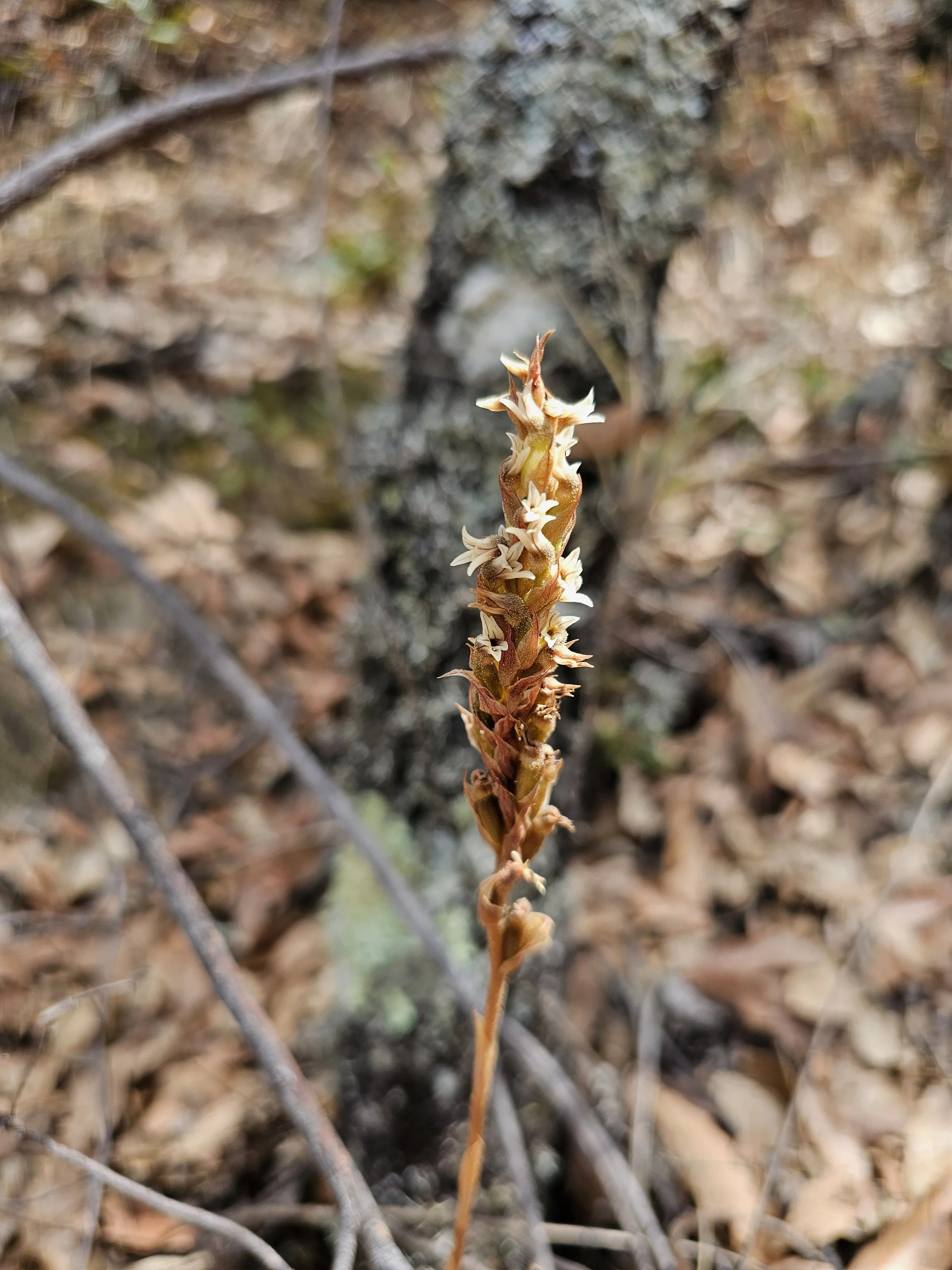 Close-up of a tall, slender plant with small cream-colored flowers growing along its stem in a wooded area with dried leaves on the ground.