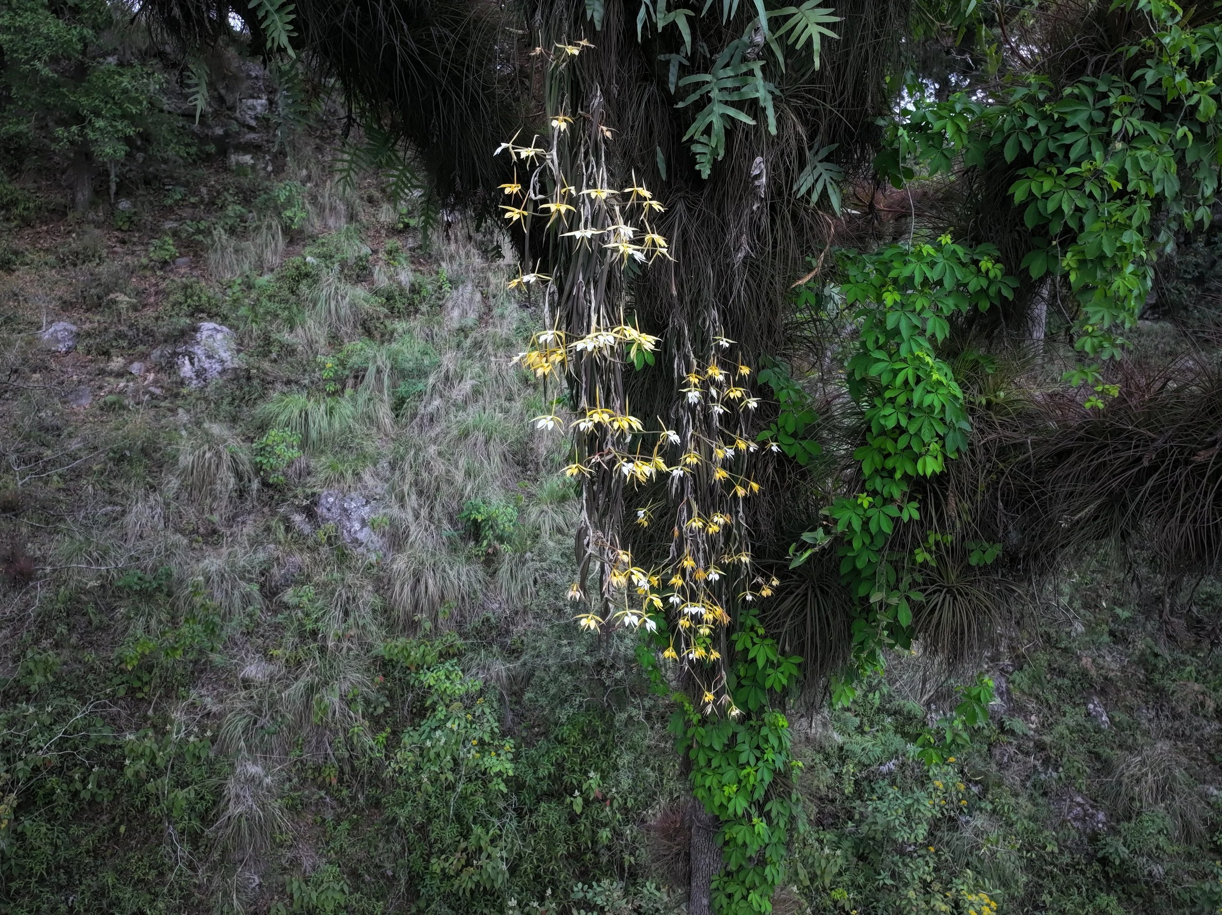 Yellow and white orchids hanging from a tree branch in a forested area with green foliage and rocky ground.