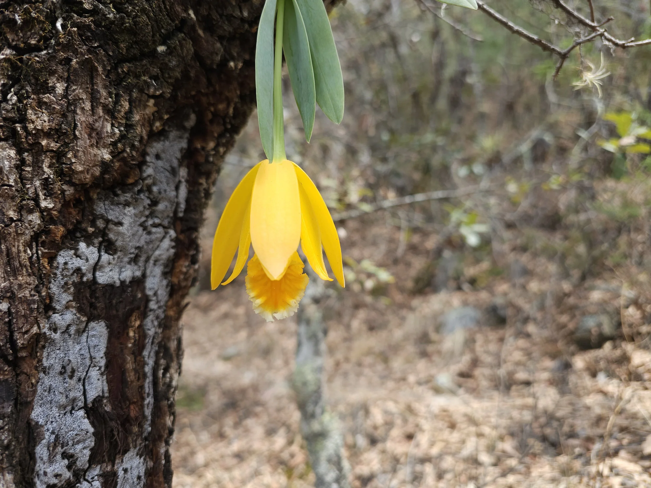 Yellow orchid flower hanging from a tree trunk in a forest setting.