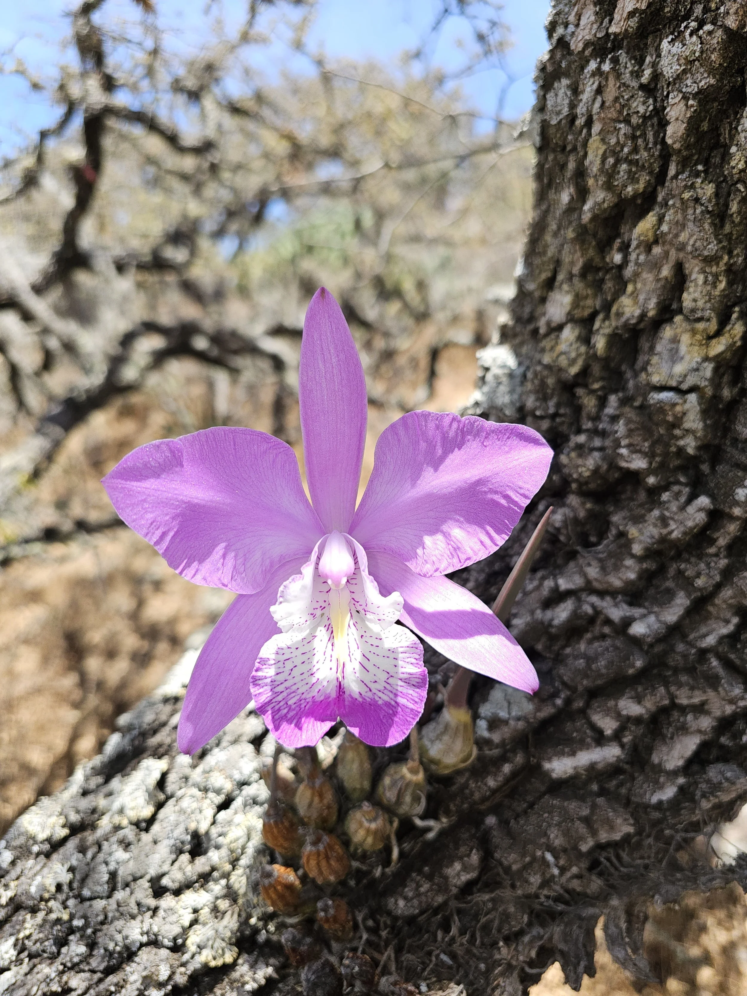 Laelia speciosa, A pink and white orchid flower growing on a tree trunk with textured bark, surrounded by dried branches and leaves, under a clear blue sky.