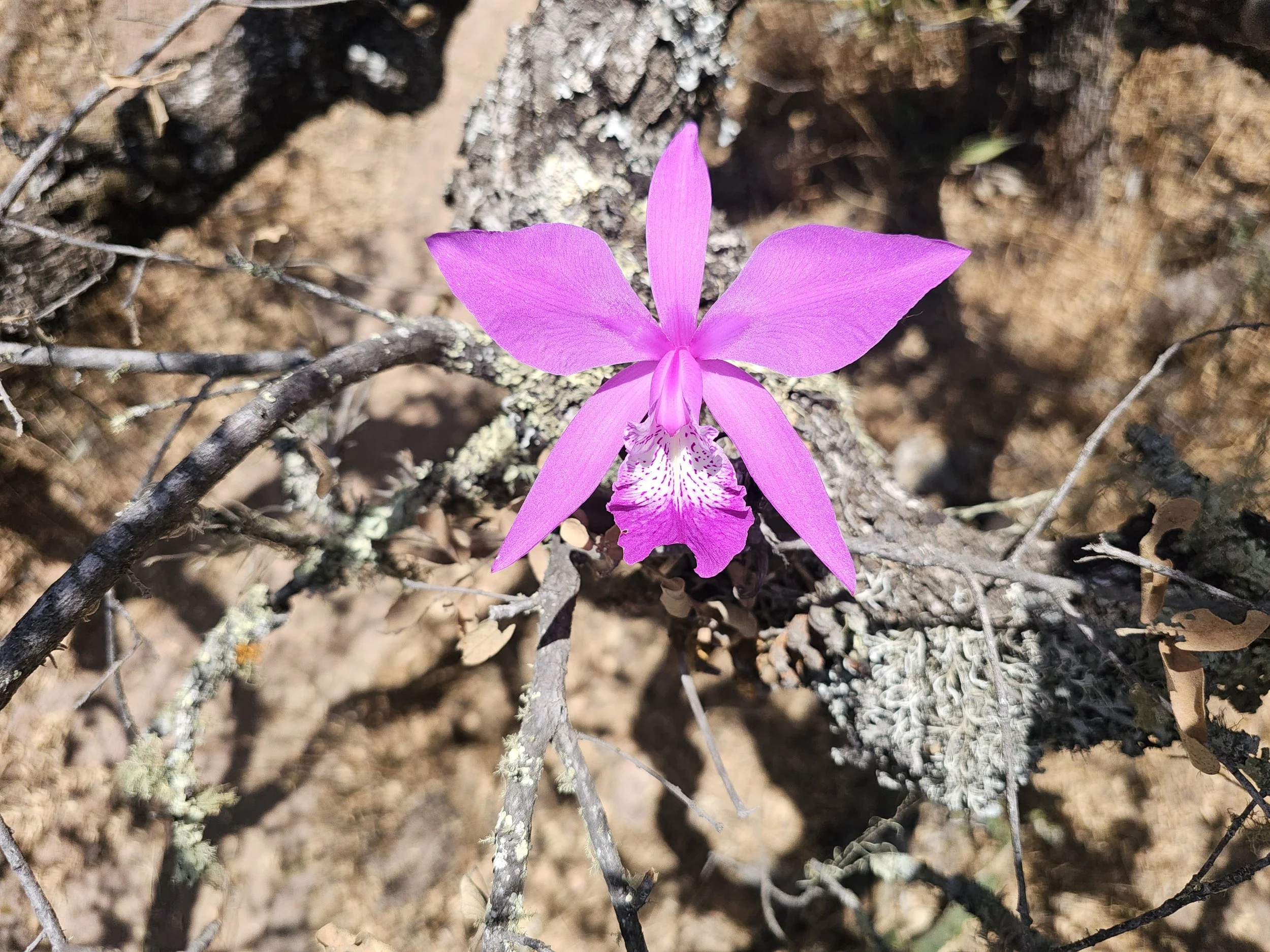 A pink orchid flower bloom with five petals, growing on dry ground with twigs and lichen.