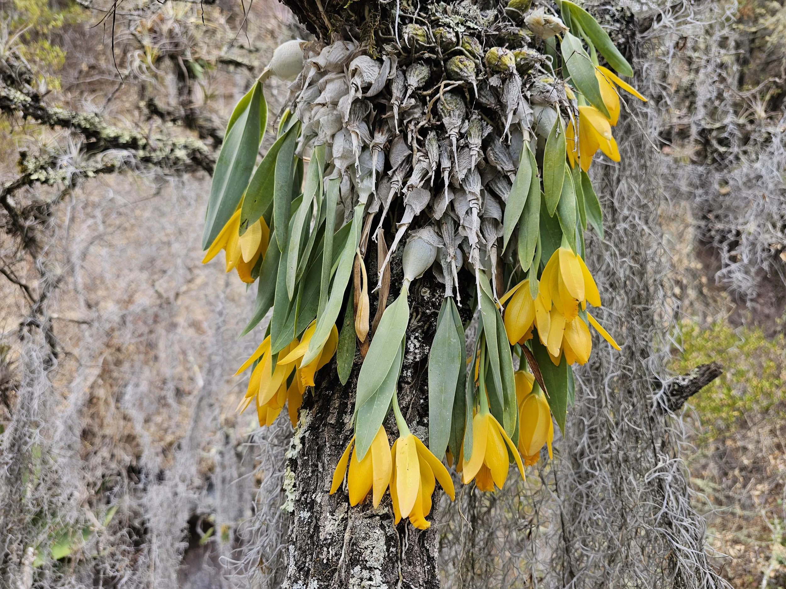 Cluster of yellow flowers and green leaves growing on the side of a tree trunk, with grayish lichens and mosses in the background.
