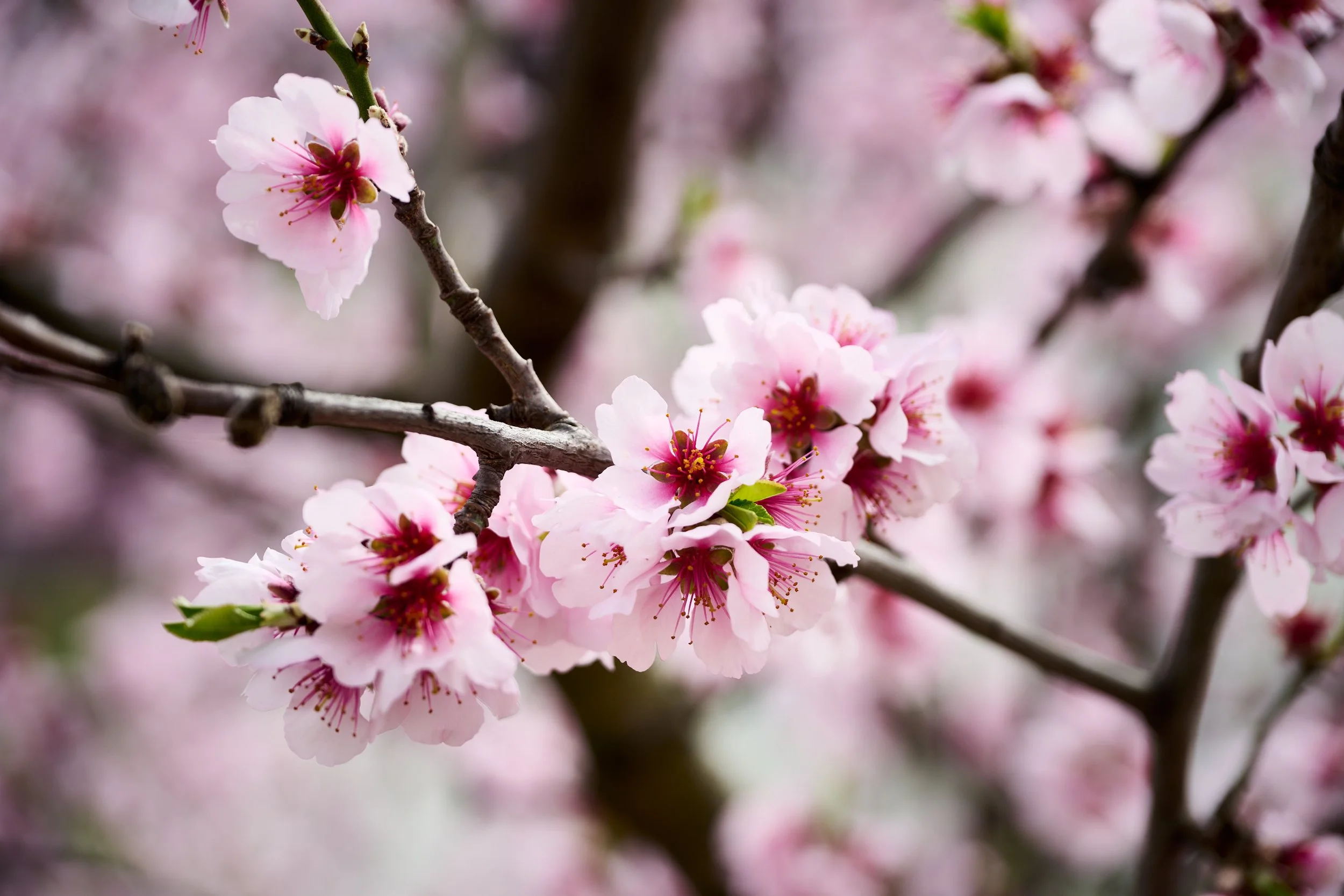 2023 03 25_Wachau_001.jpg