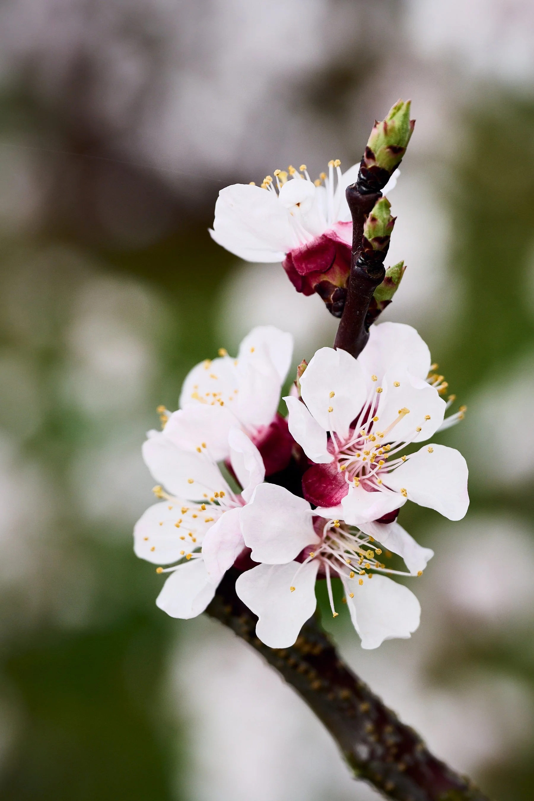 2023 03 25_Wachau_011.jpg