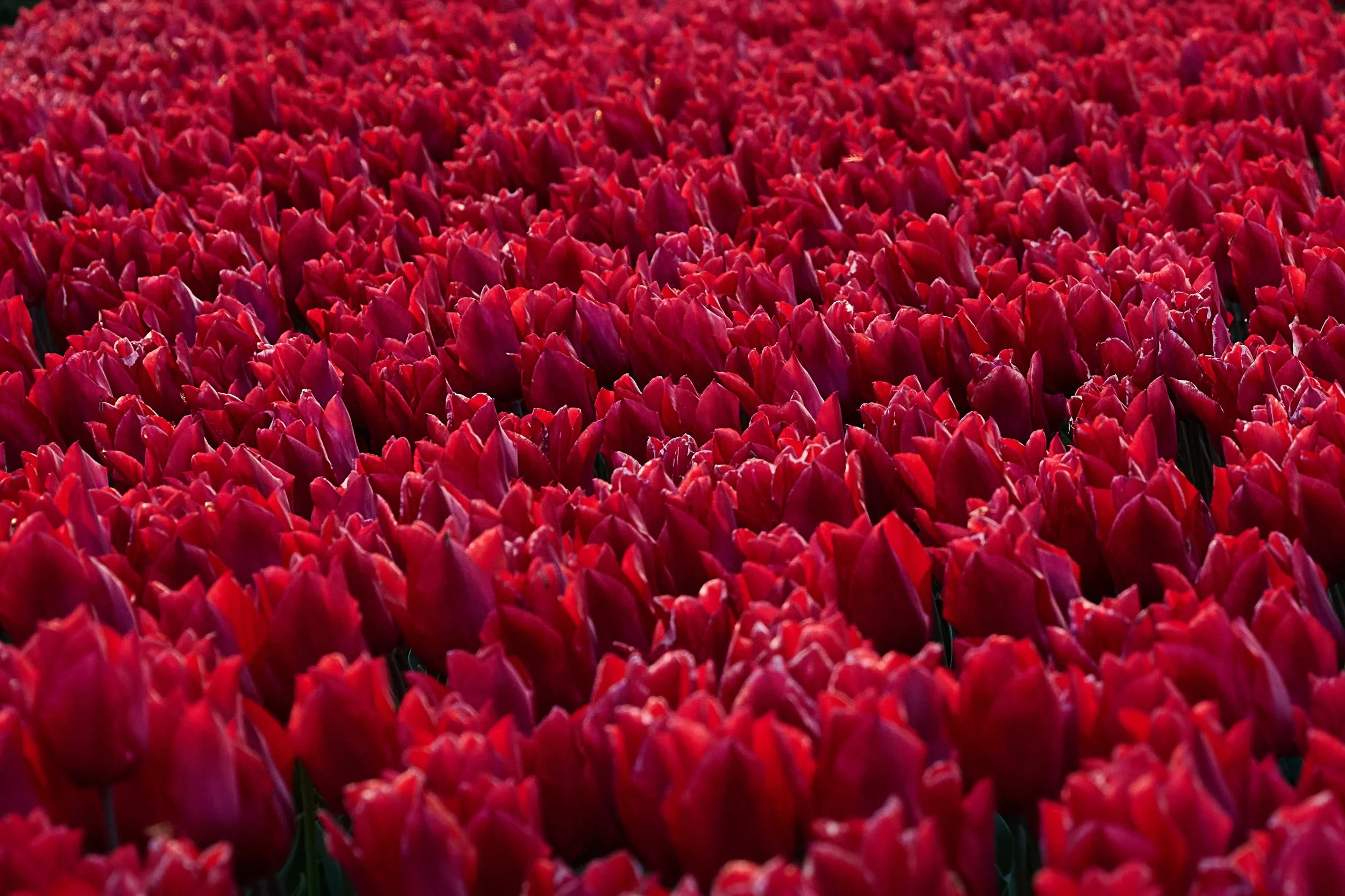 25-04-26_Tulpen_022.jpg