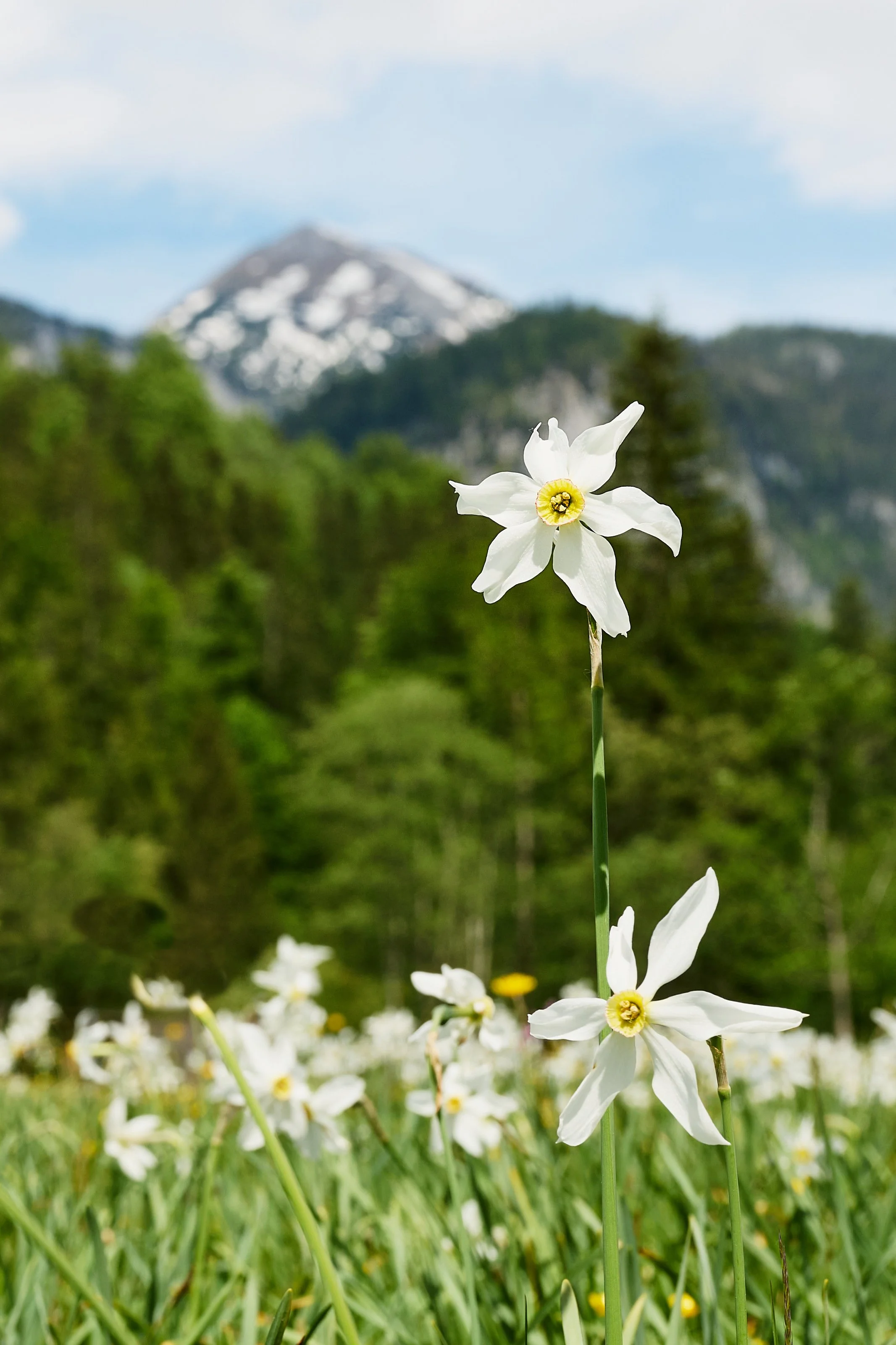 2024 04 28_Ausseerland_269.jpg