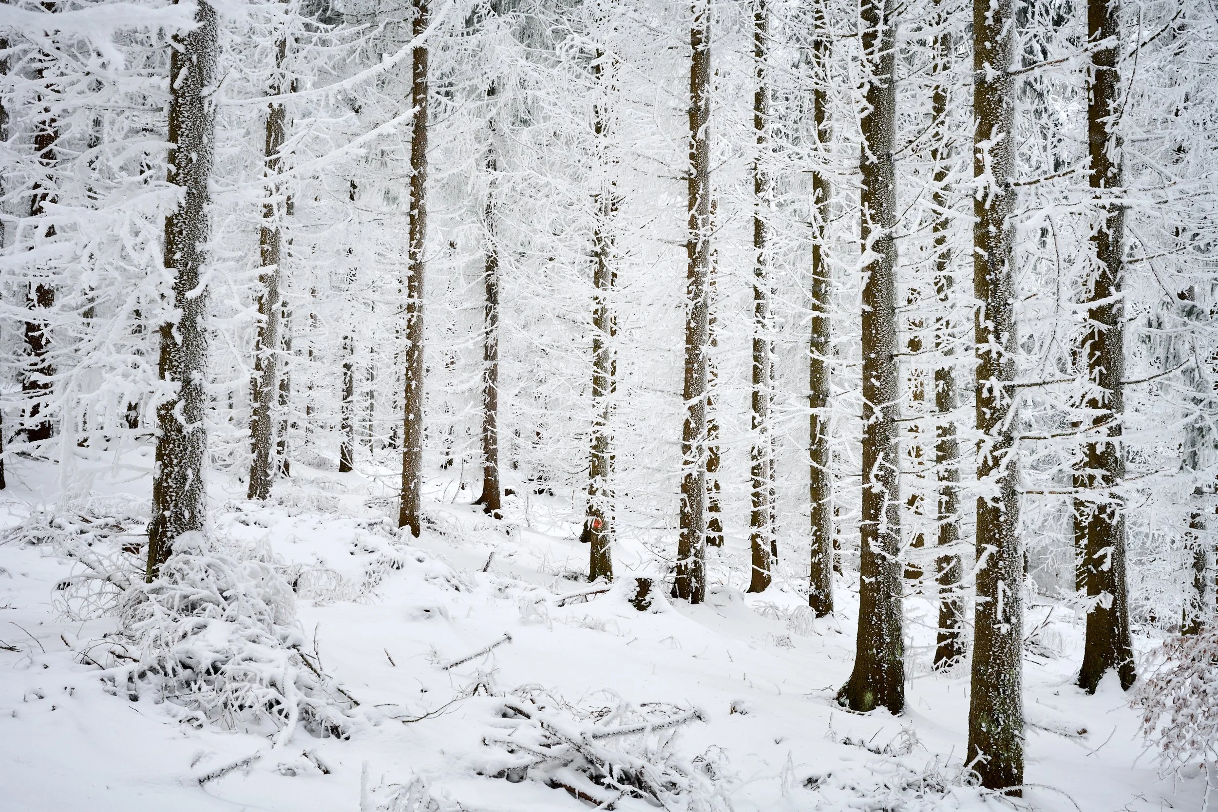 2023 01 29_Tannermoor_066.jpg