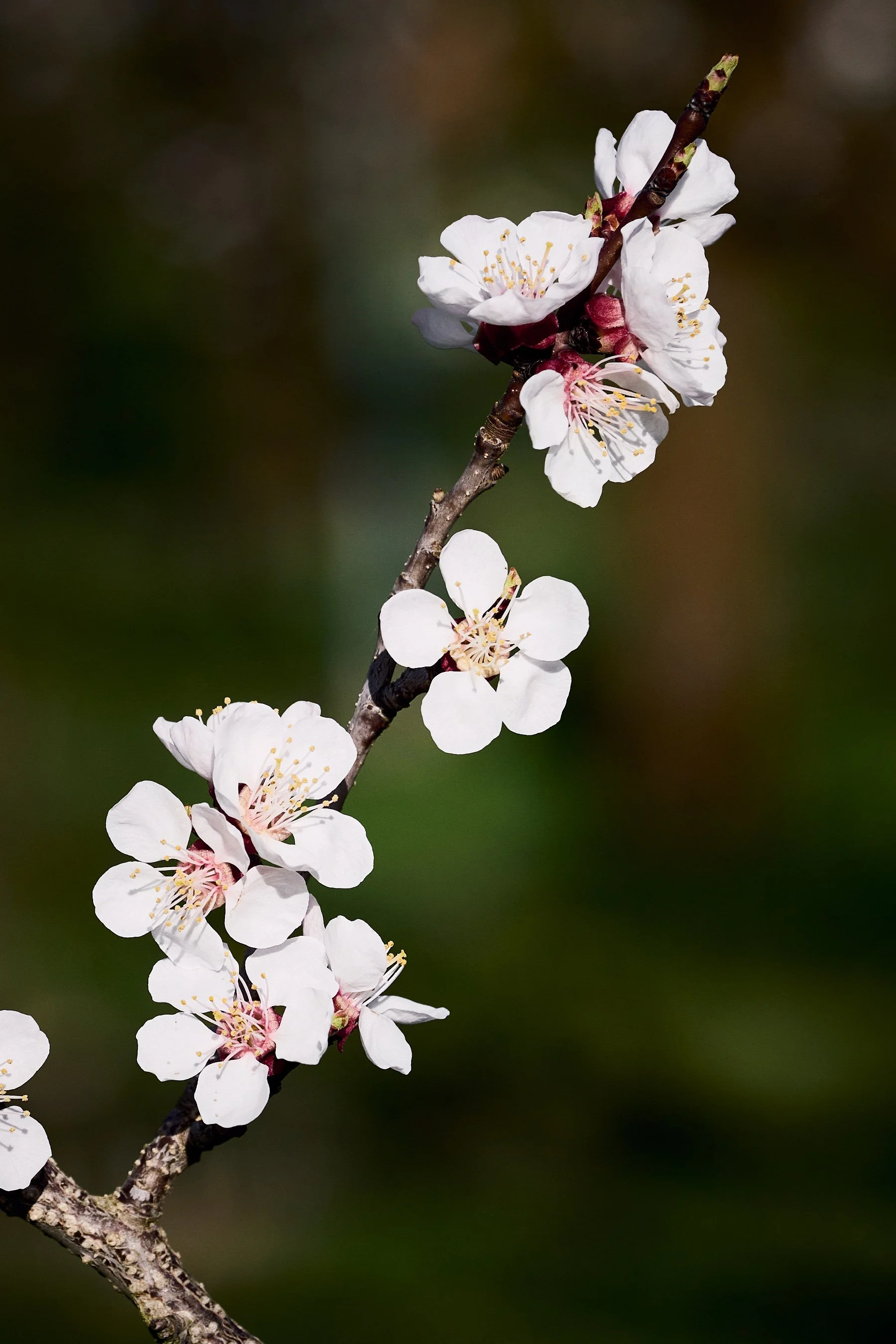 2023 03 25_Wachau_025.jpg
