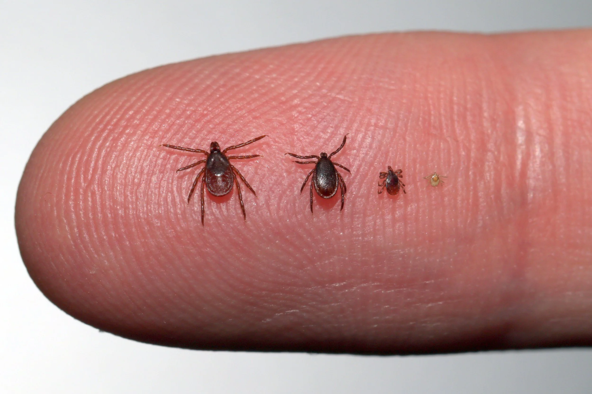 Tick Talk: "Semiochemical use in tick control, reimagined", Eric Siegel, NEWVEC PhD student