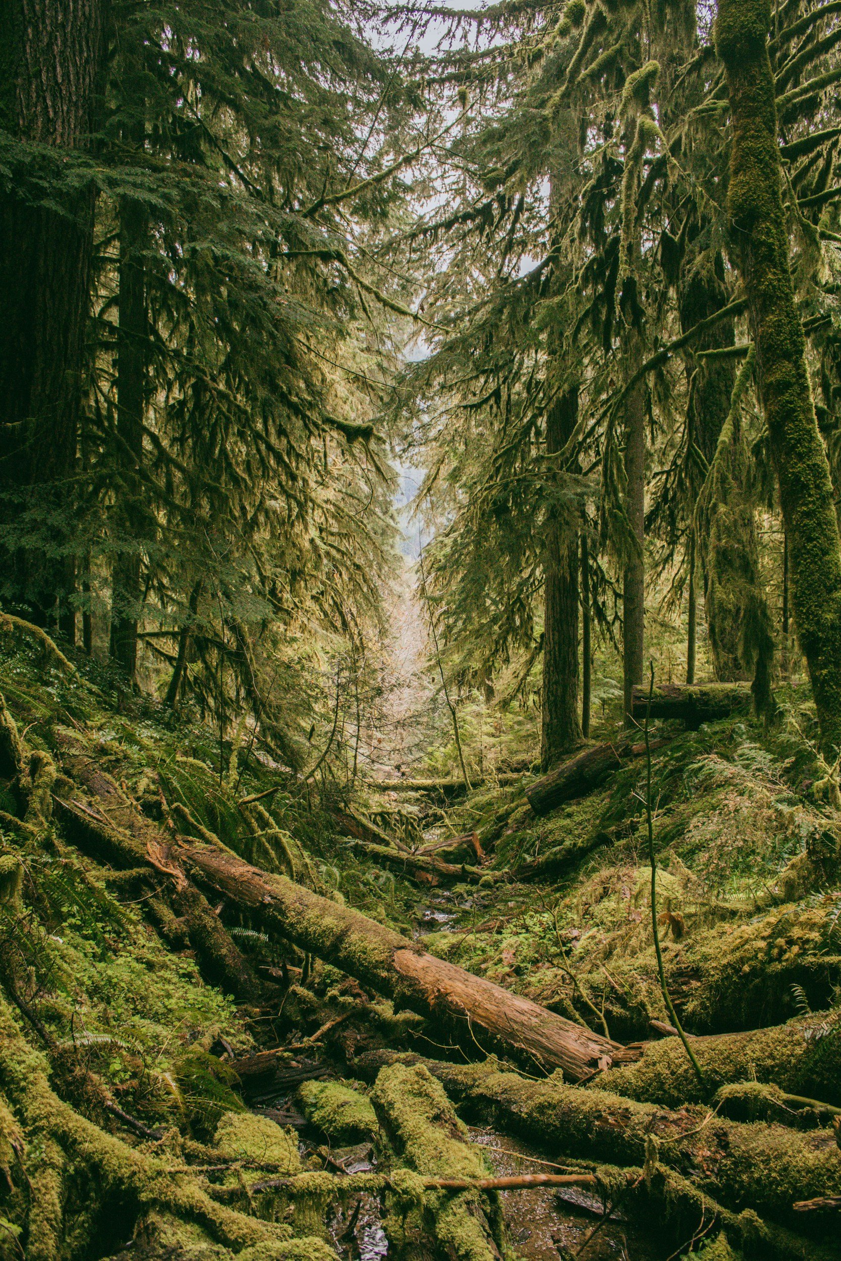 Weather and Climate Impacts on Ticks