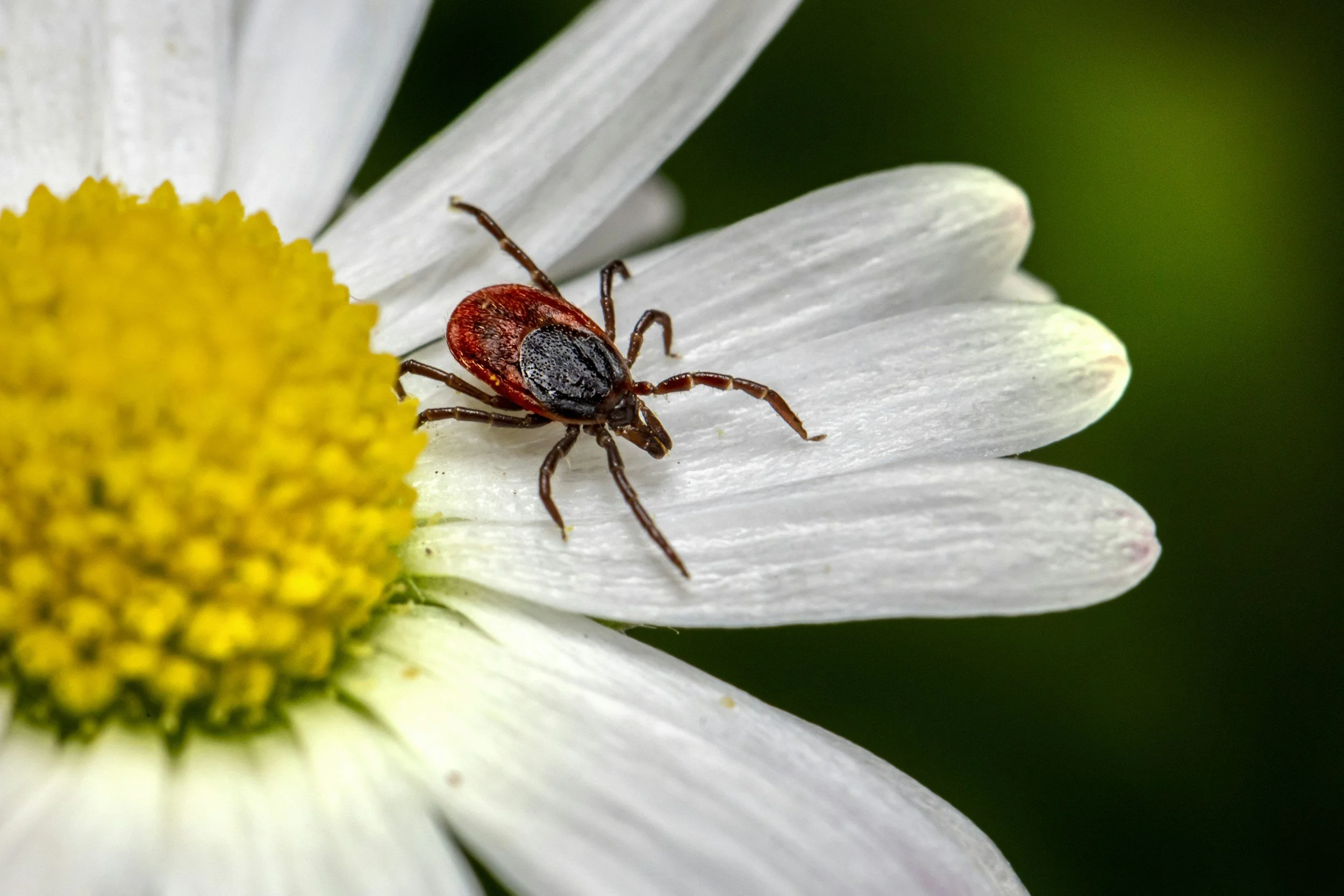 WIP: “Residential Tick Management: A Connecticut Research Update”
