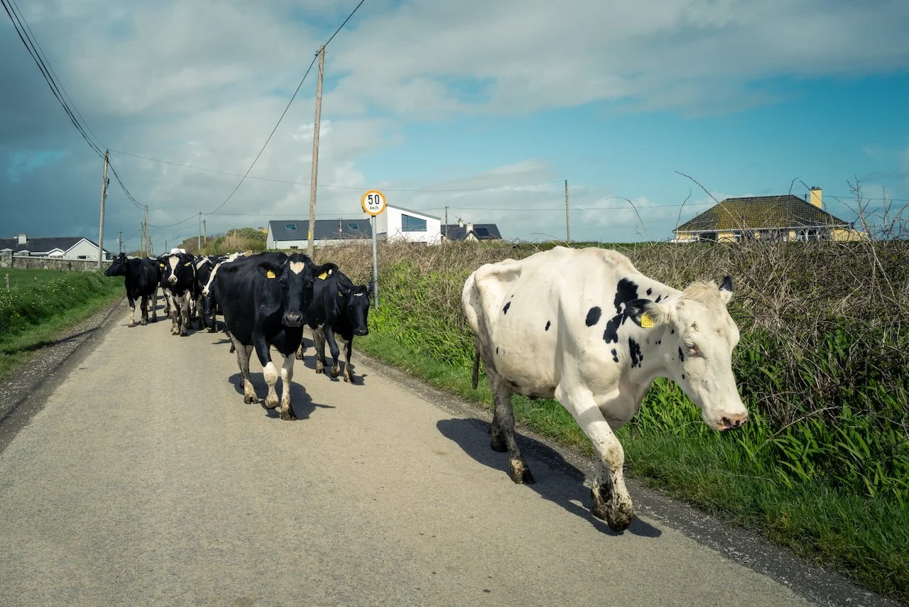 2024-03-30 Old Head of Kinsale - L1011894.jpeg
