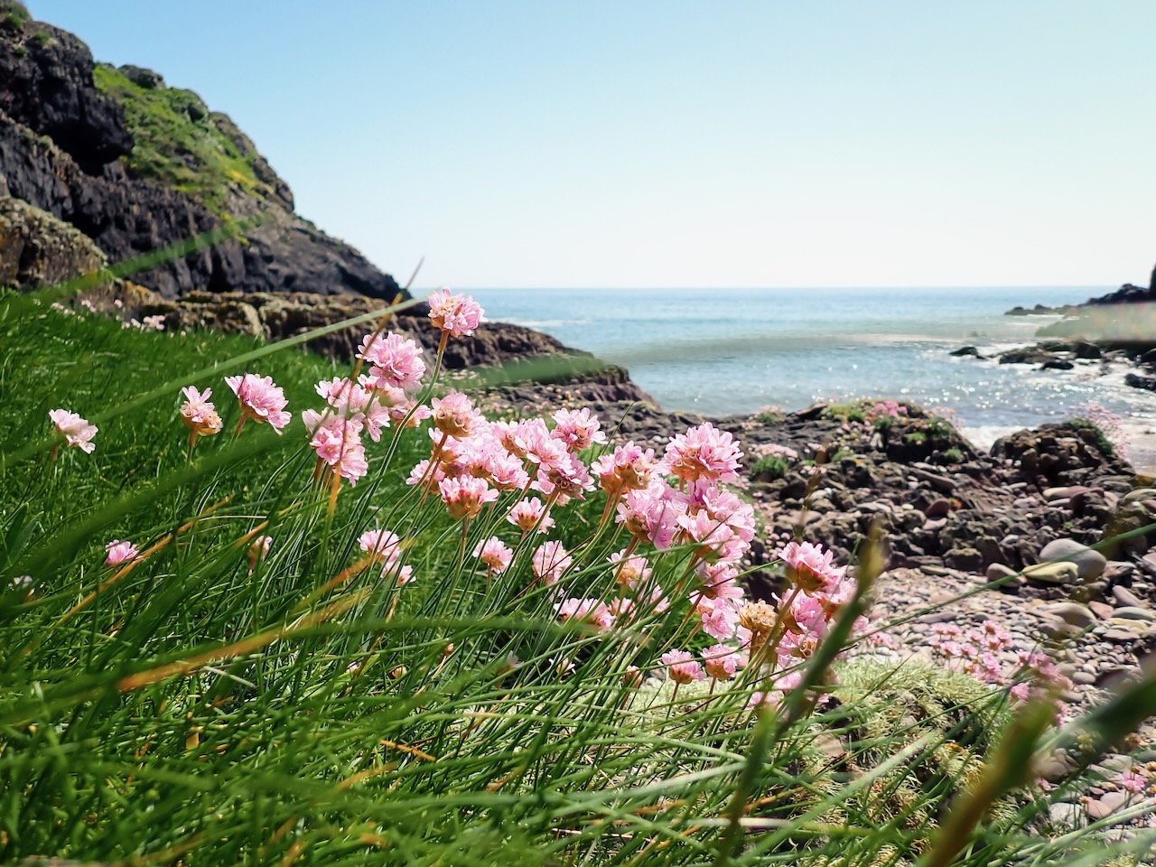 Sea Pinks