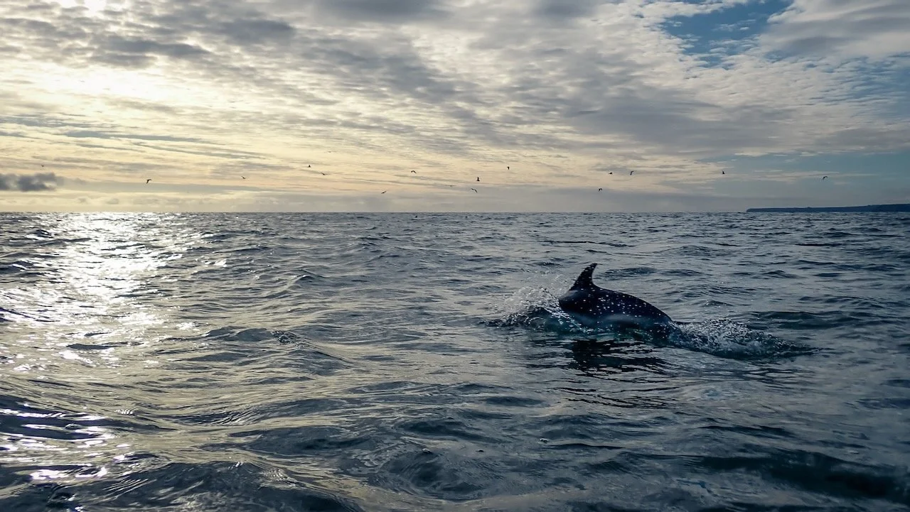 Dolphins &amp; Basking Sharks